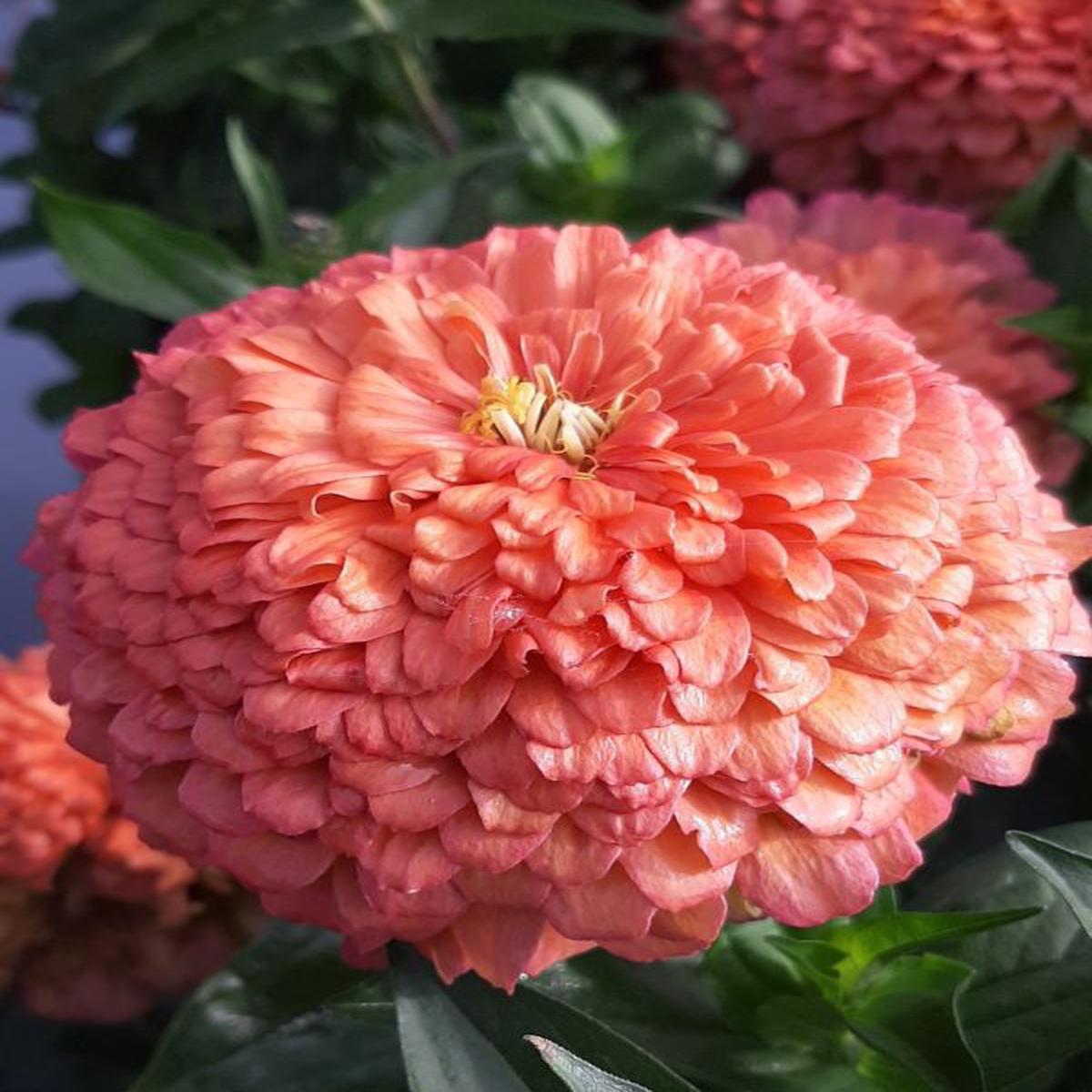 Zinnia elegans Benarys Giant Salmon Rose