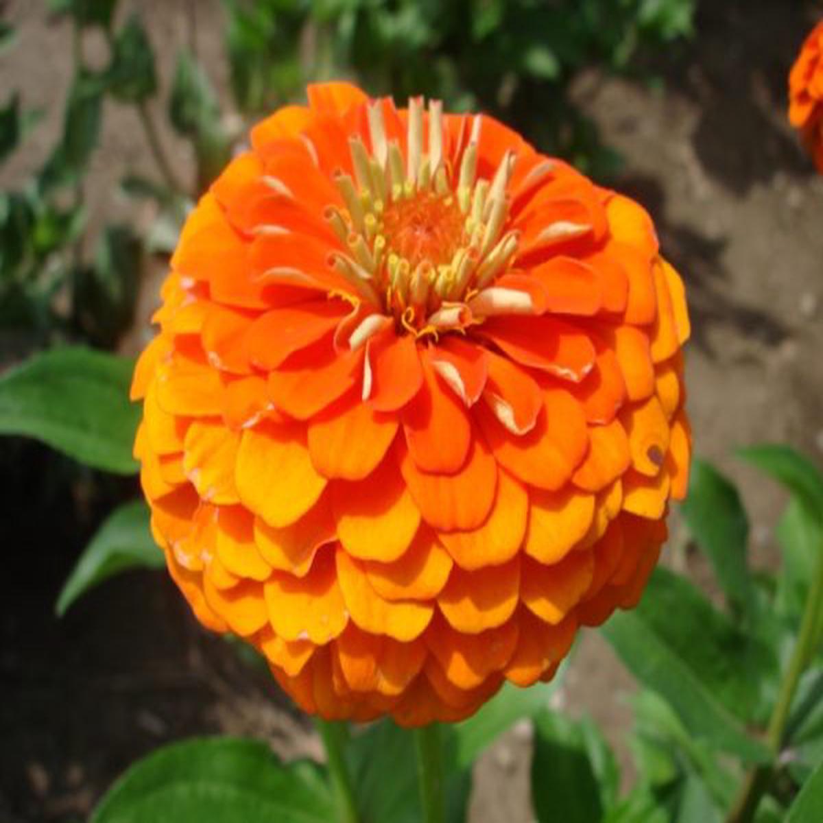 Zinnia elegans Queen Pure Orange