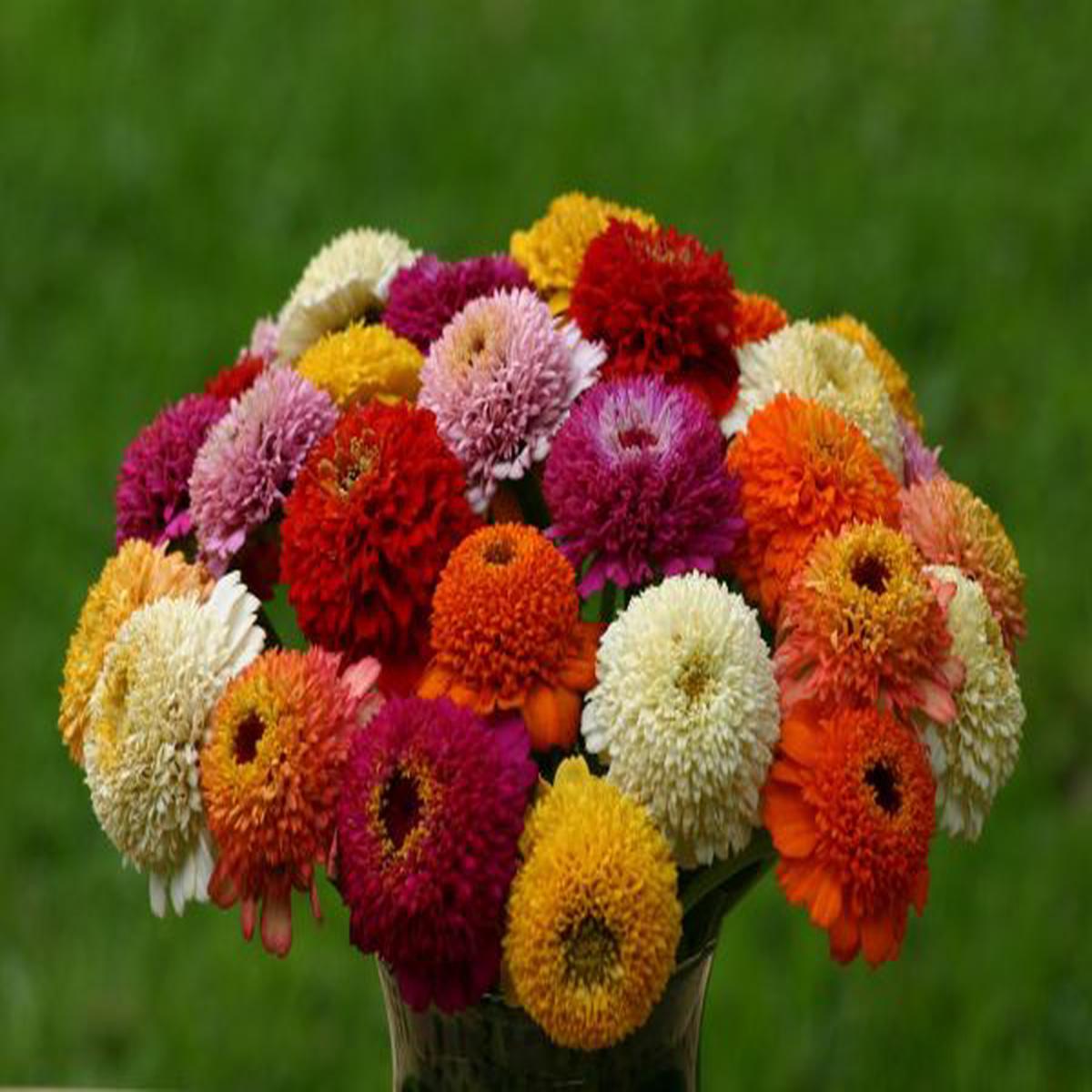 Zinnia elegans Zinderella Mix