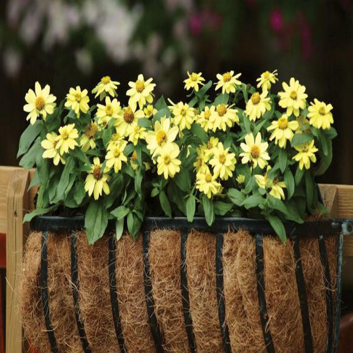 Zinnia marylandica Zahara Yellow