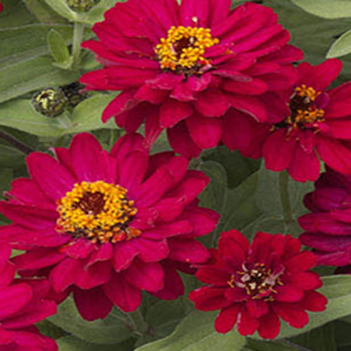 Zinnia x hybrida Profusion Double Hot Cherry