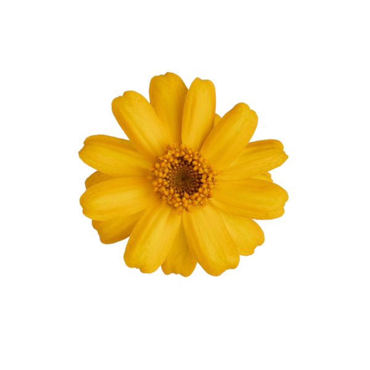 Zinnia x hybrida Profusion Golden