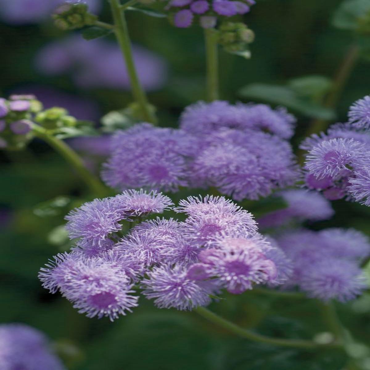 Ageratum houstonianum Blue Horizon