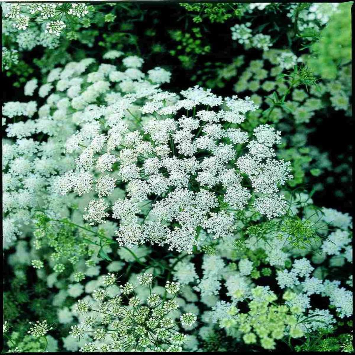 Ammi majus Queen of Africa