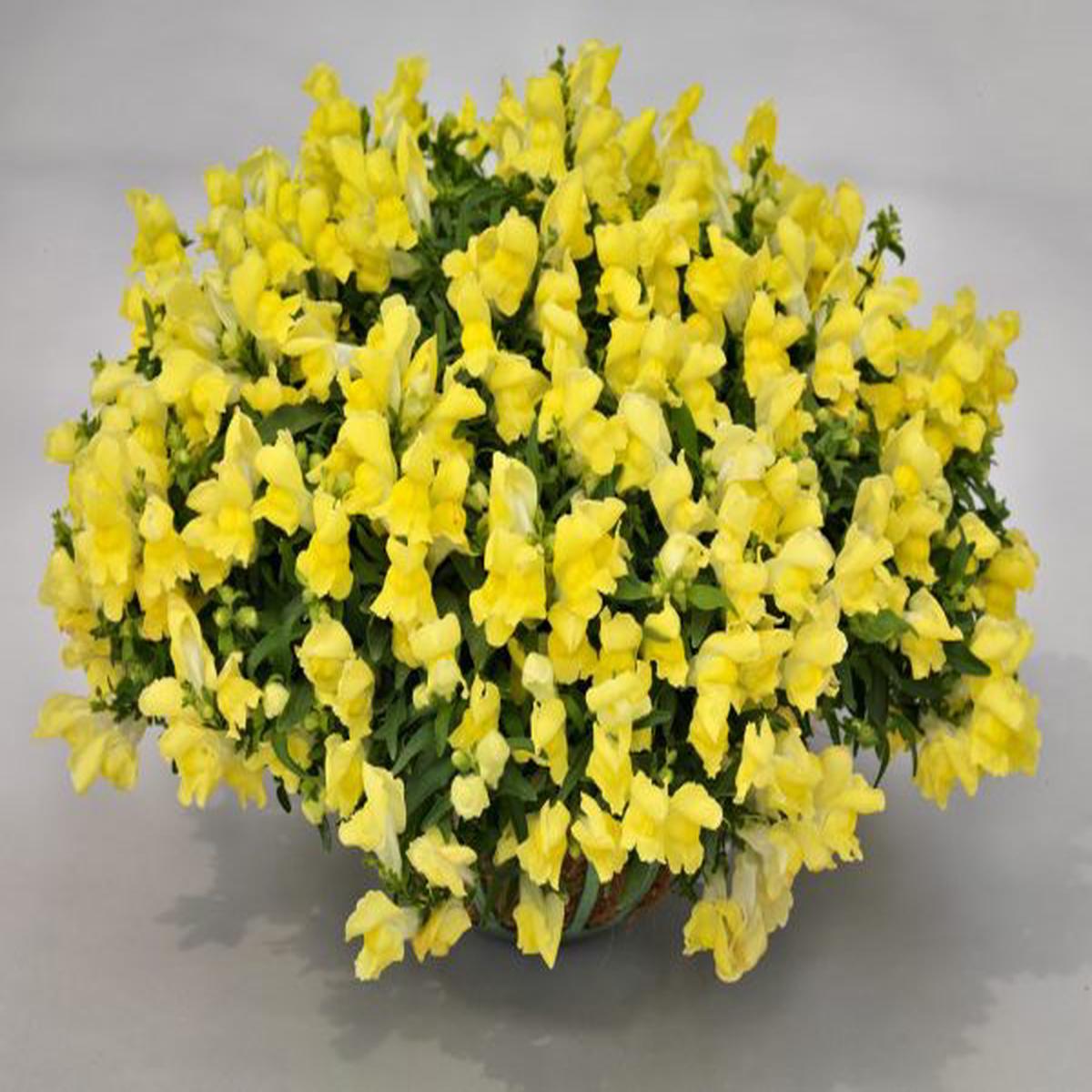 Antirrhinum majus Candy Showers Yellow