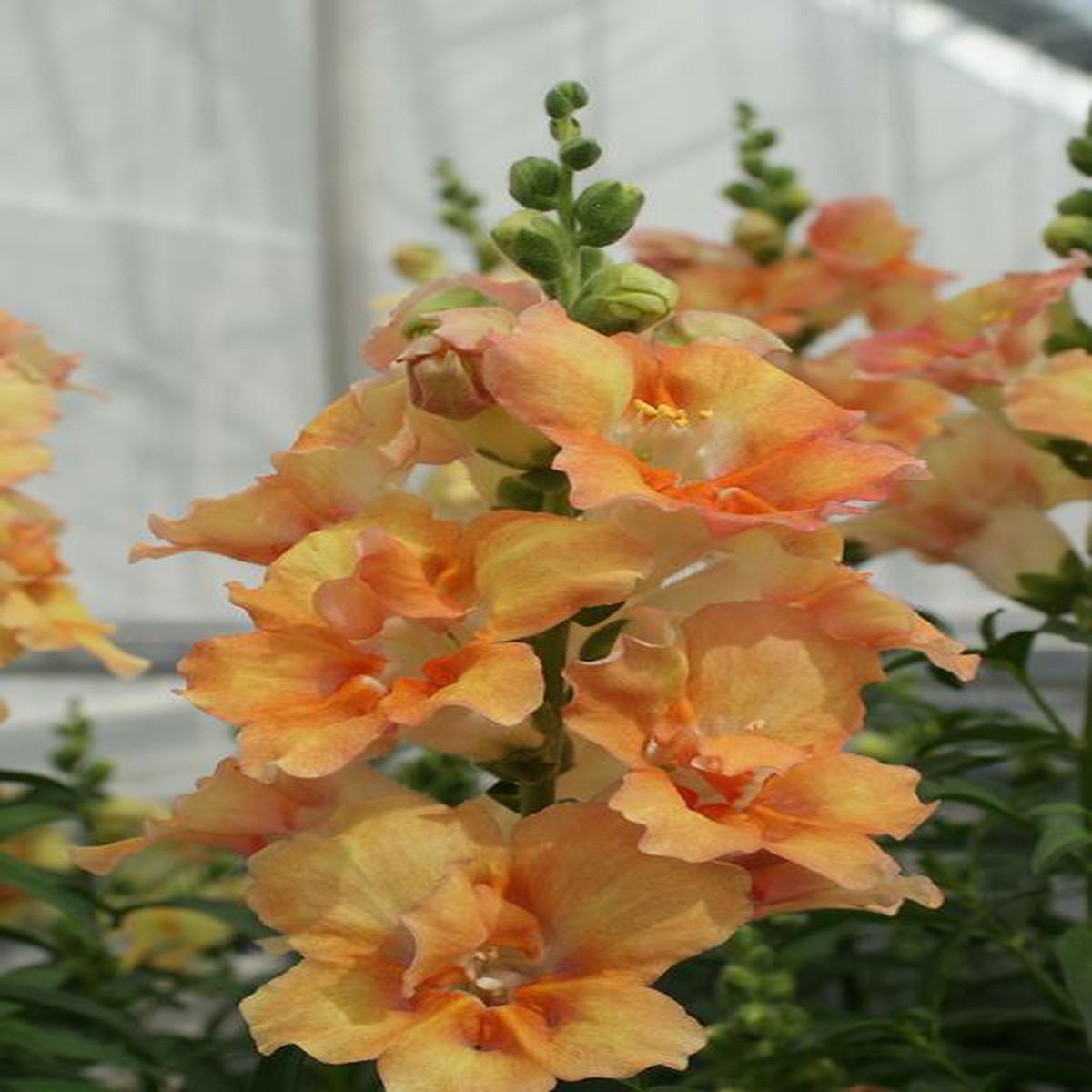 Antirrhinum majus Doubleshot Peach