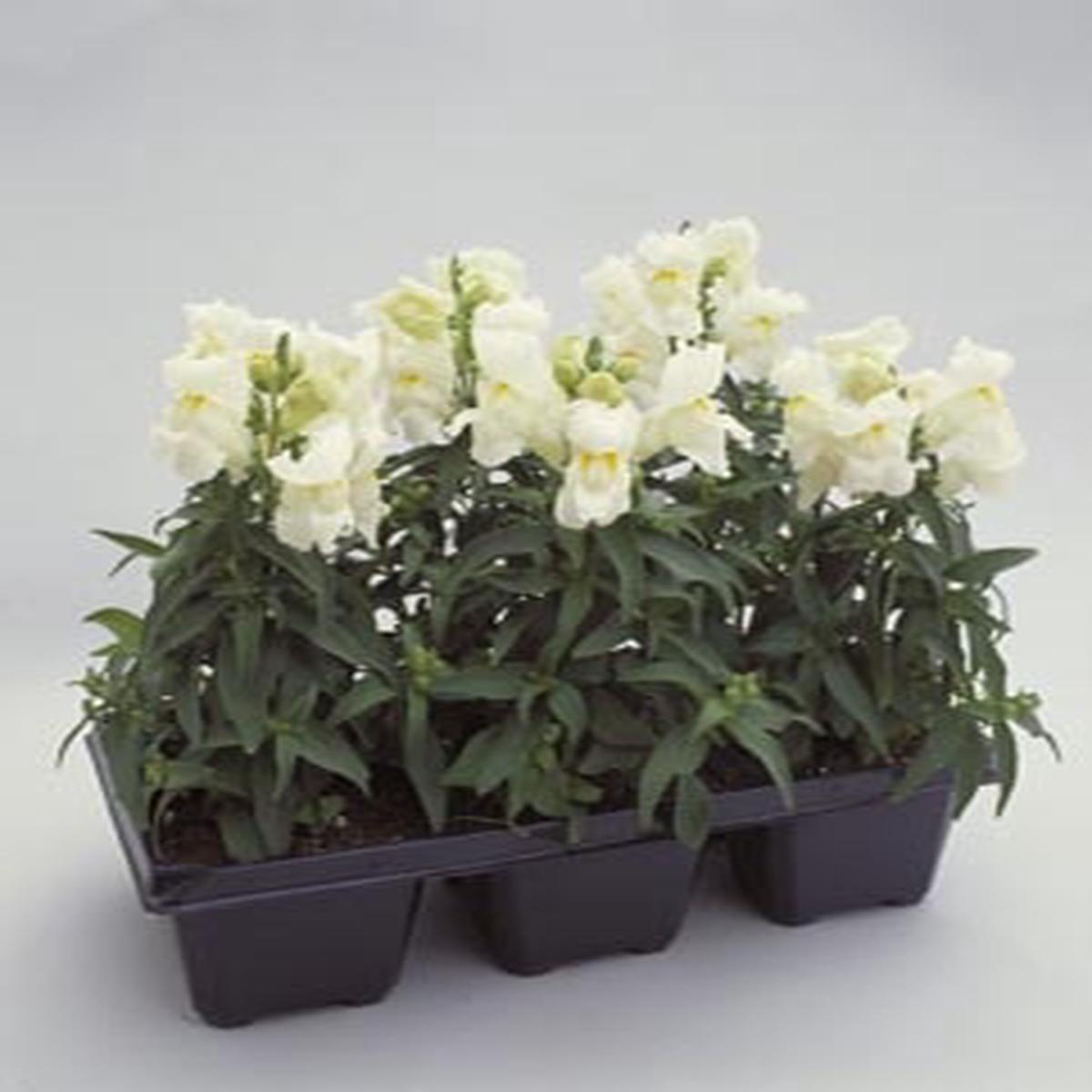 Antirrhinum majus Floral Showers White
