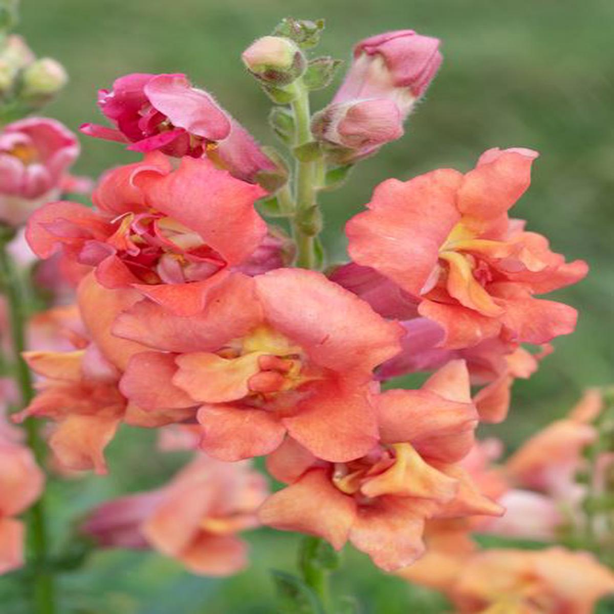 Antirrhinum majus Madame Butterfly Bronze