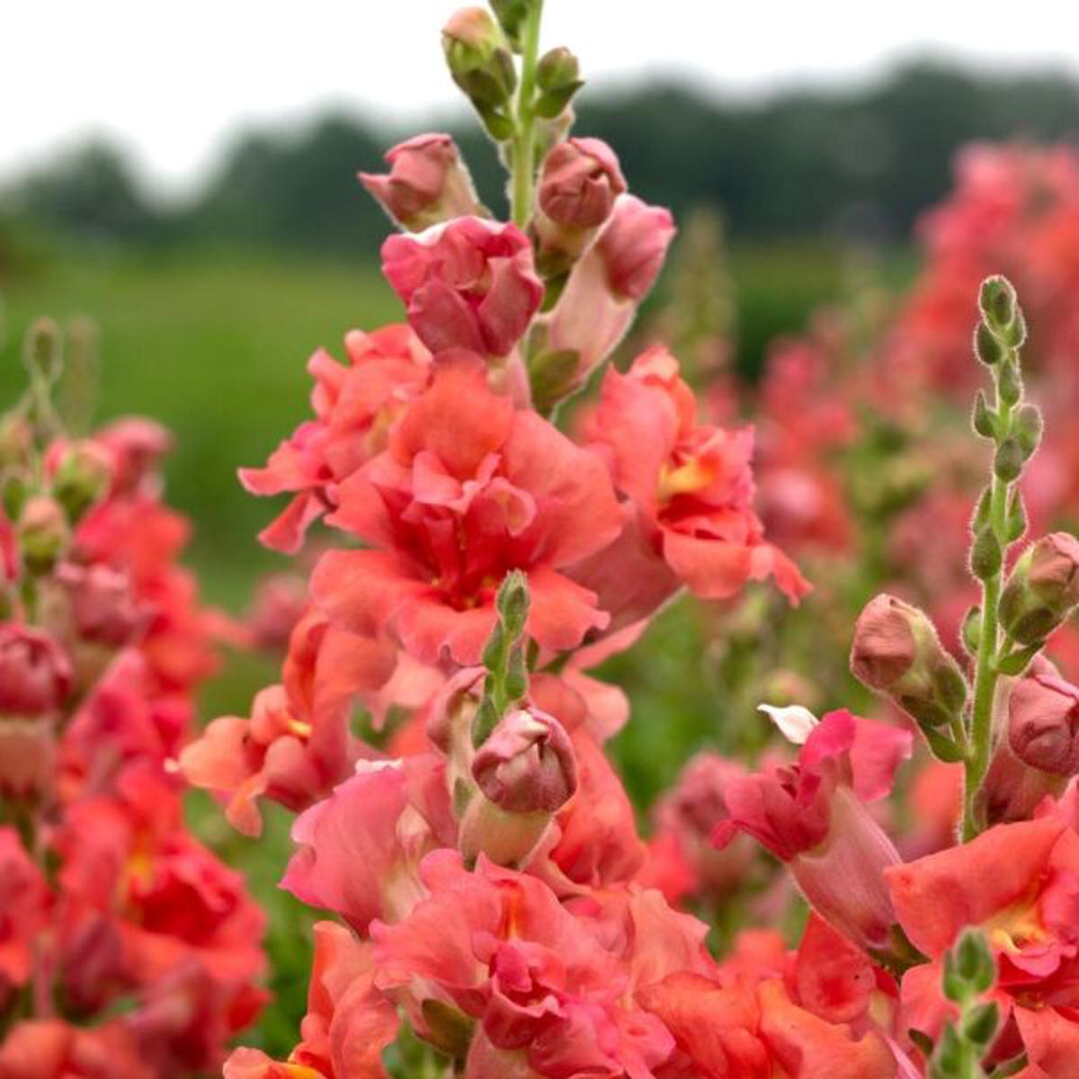 Antirrhinum majus Madame Butterfly Cherry Bronze