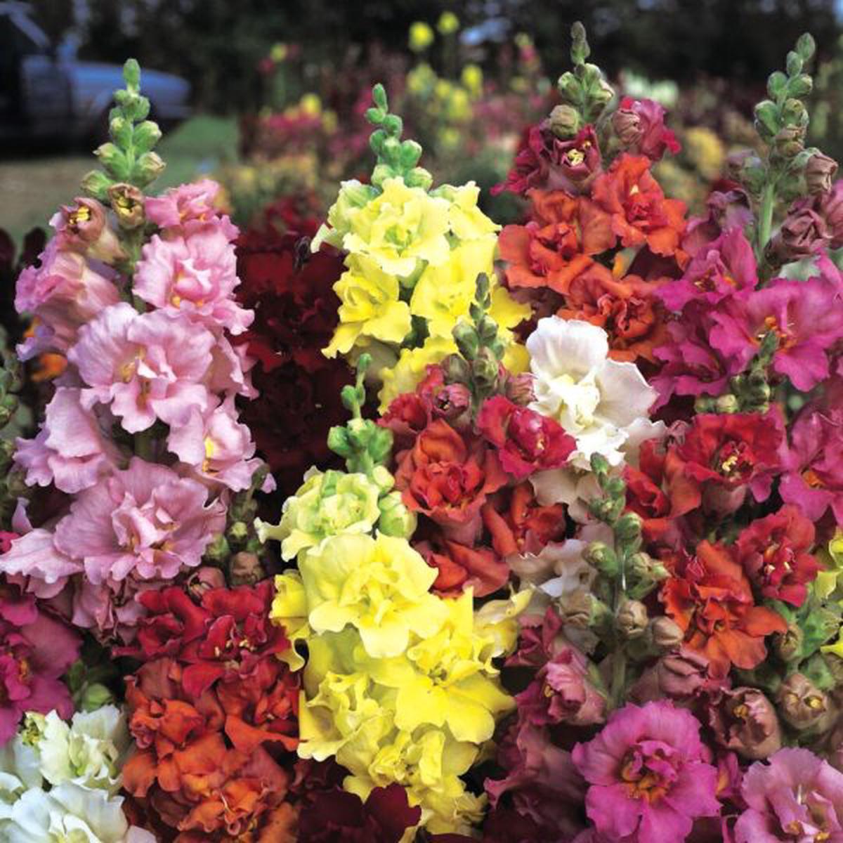 Antirrhinum majus Madame Butterfly Mix