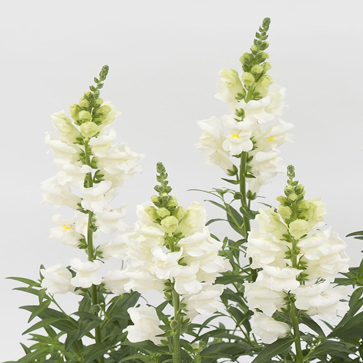 Antirrhinum majus nanum Speedy Sonnet White