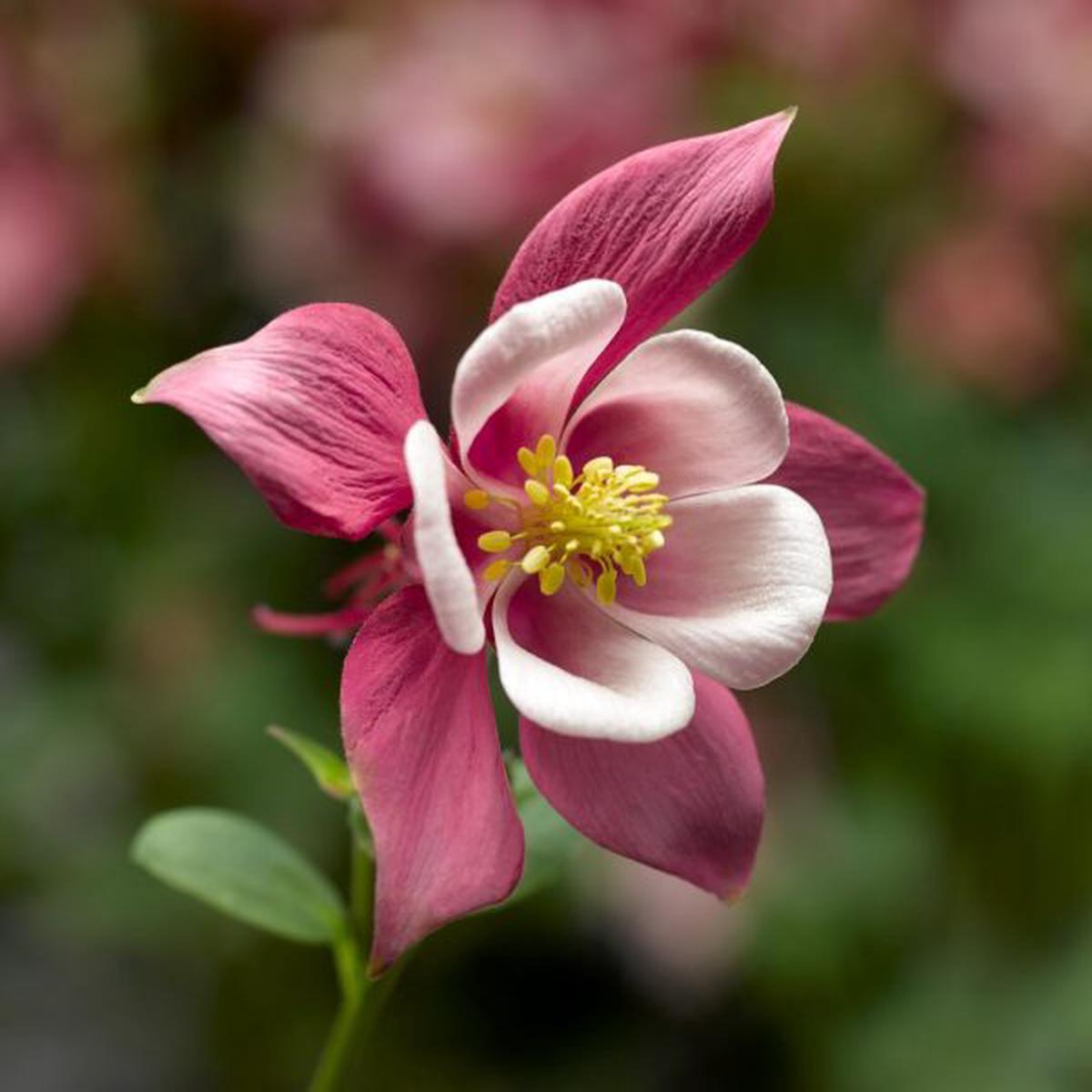 Aquilegia caerulea Kirigami Rose & Pink