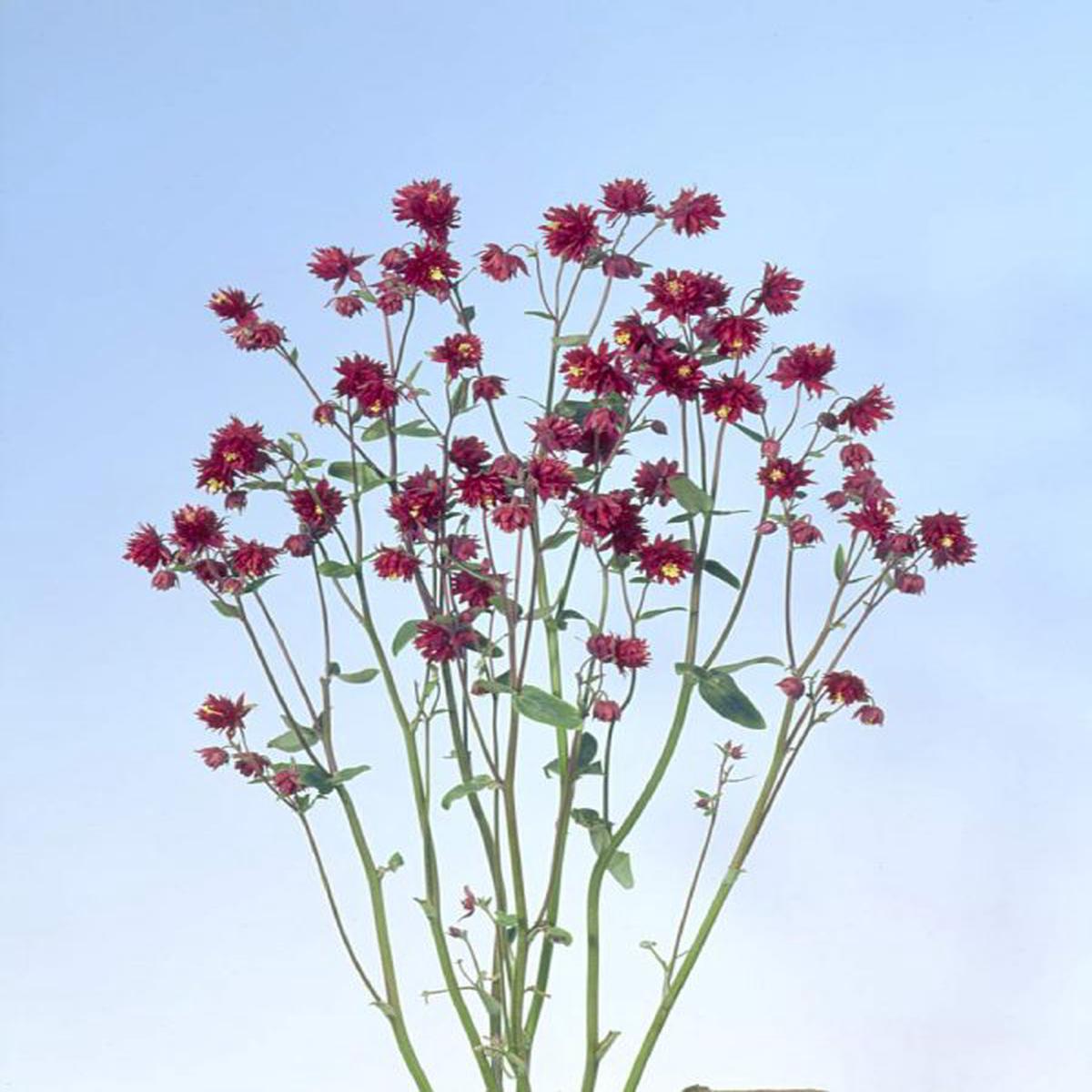 Aquilegia vulgaris Bordeaux Barlow