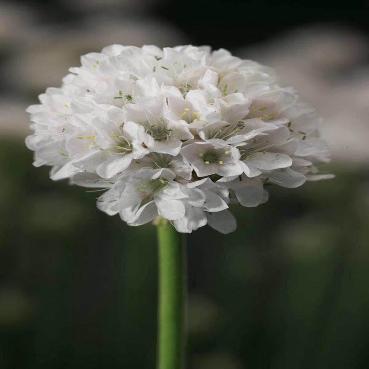 Armeria maritima Armada White