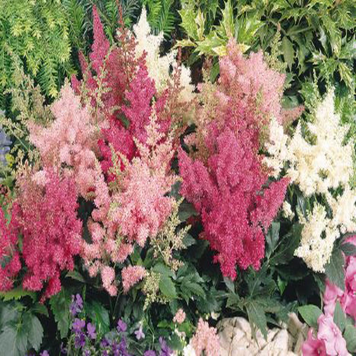 Astilbe arendsii Astary Mix (BeGreen Pellets)