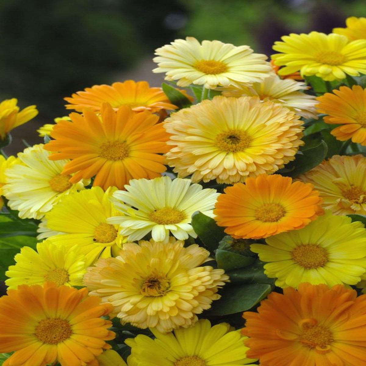 Calendula officinalis Daisy FG Mixture