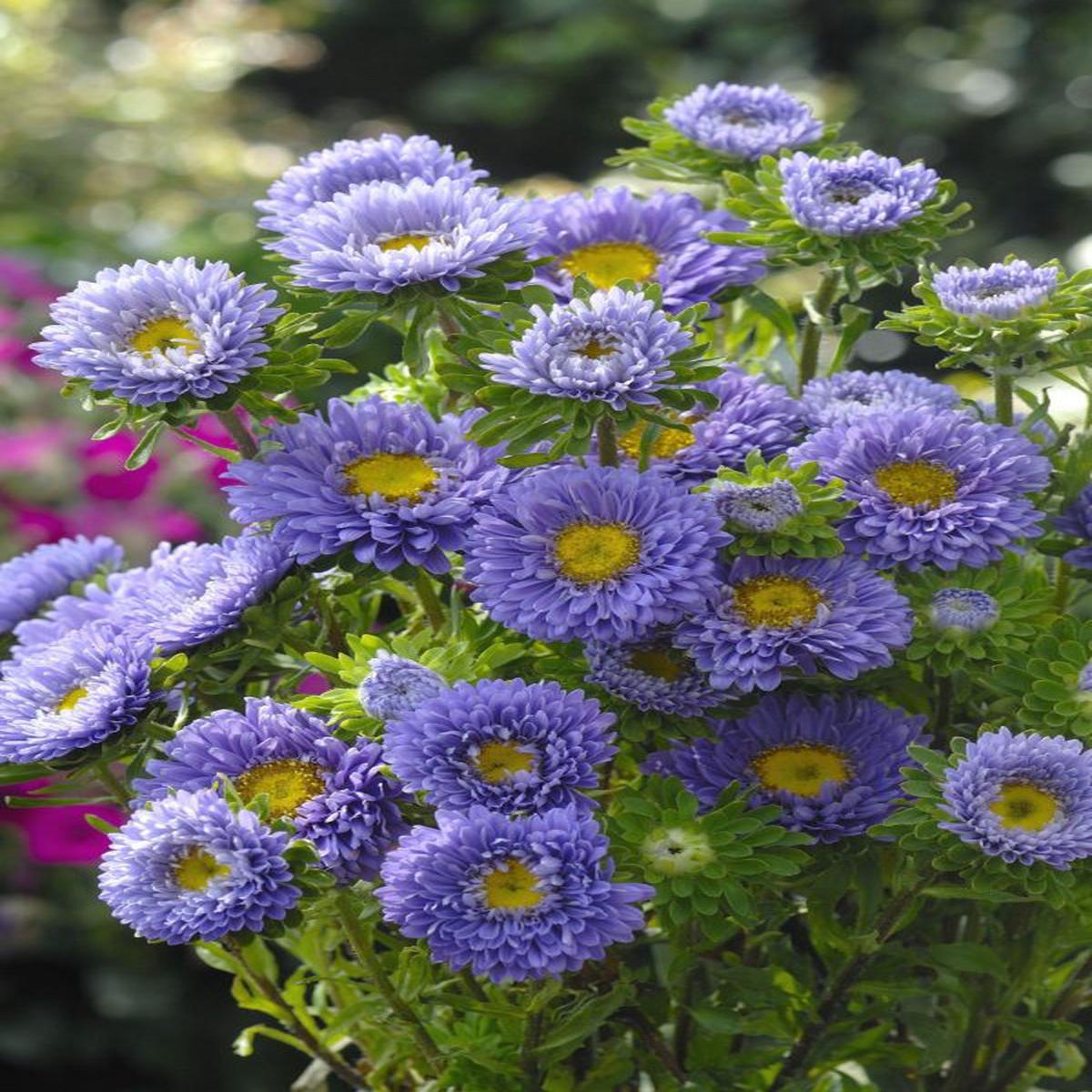 Callistephus (Aster) chinensis Matsumoto Light Blue