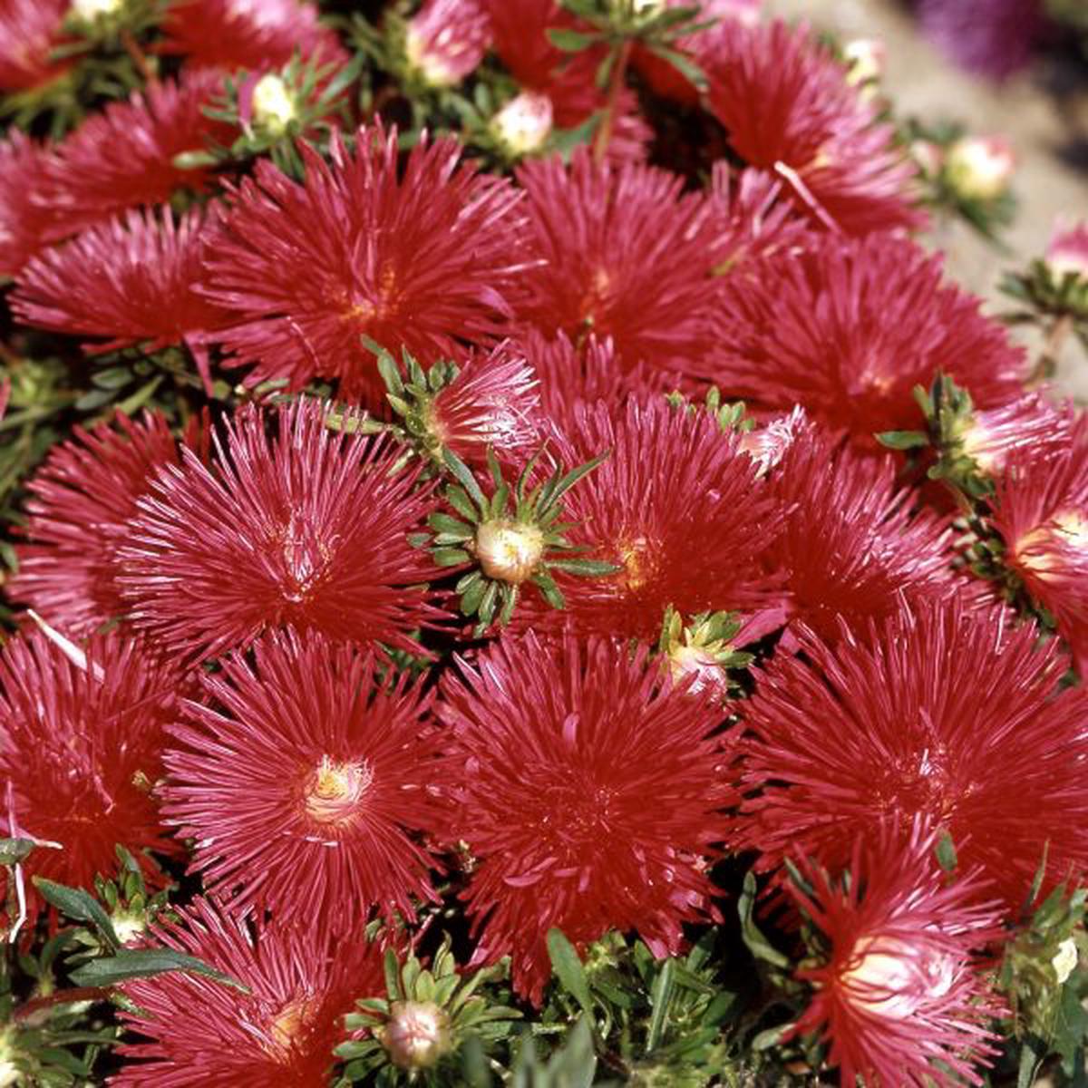 Callistephus (Aster) chinensis Starlight Scarlet