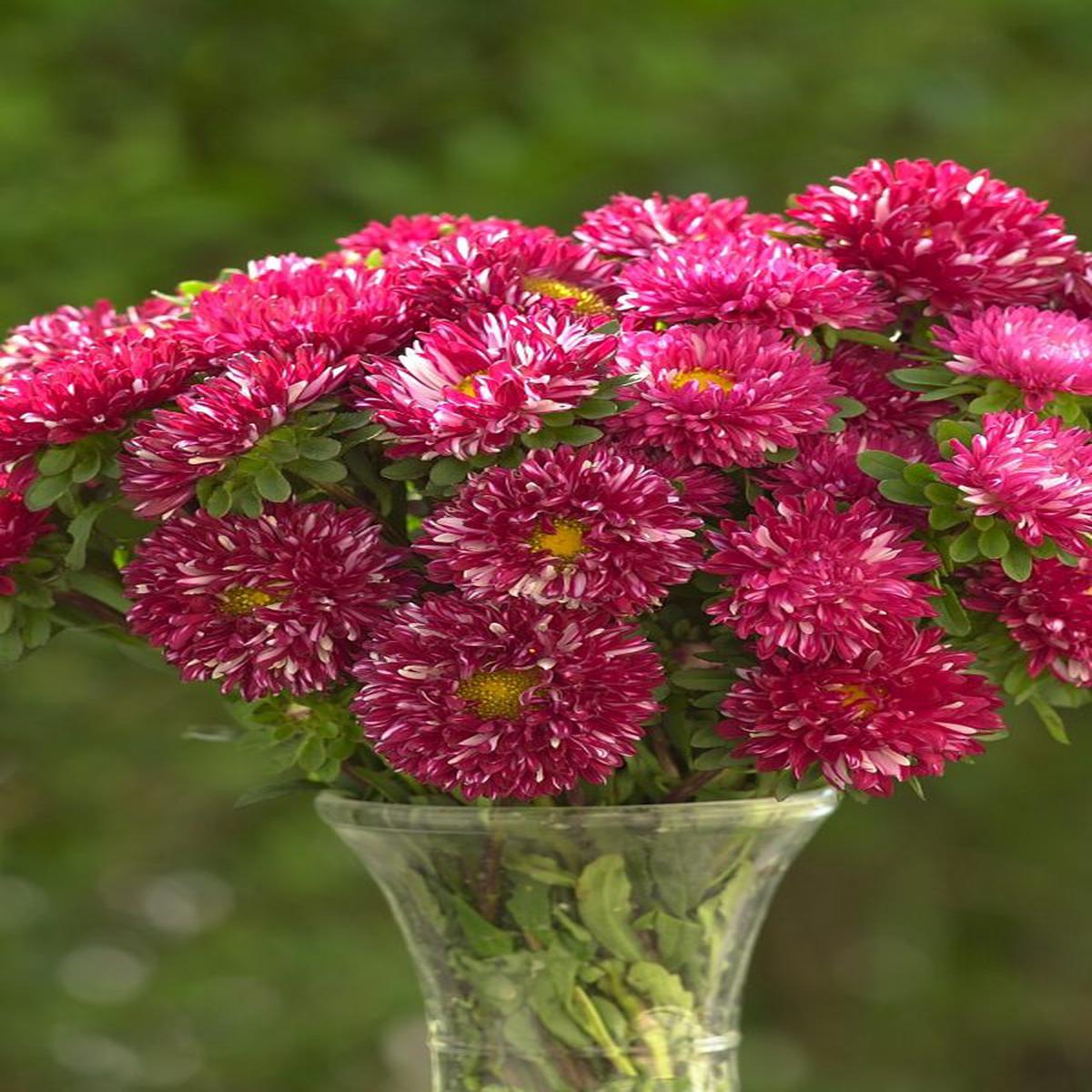 CALLISTEPHUS chinensis Matsumoto Red Striped