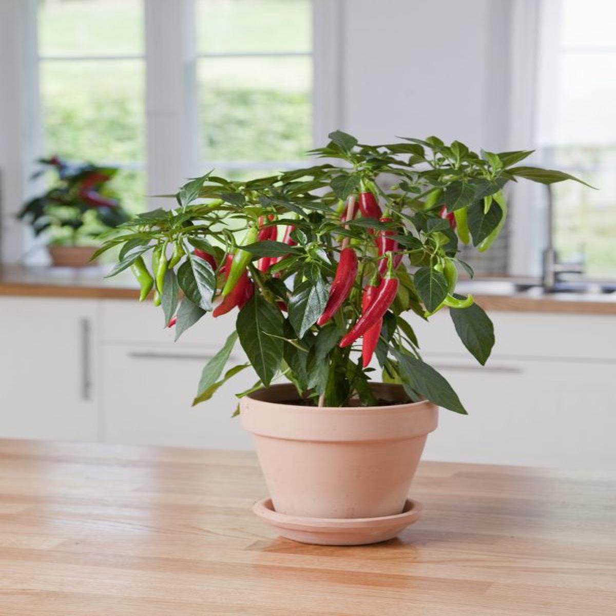 Capsicum annuum Hot Joker (Hot pepper)