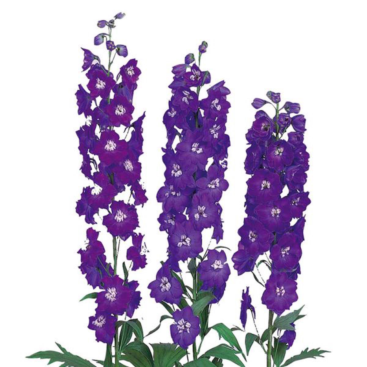 Delphinium elatum Candle Blue Shades