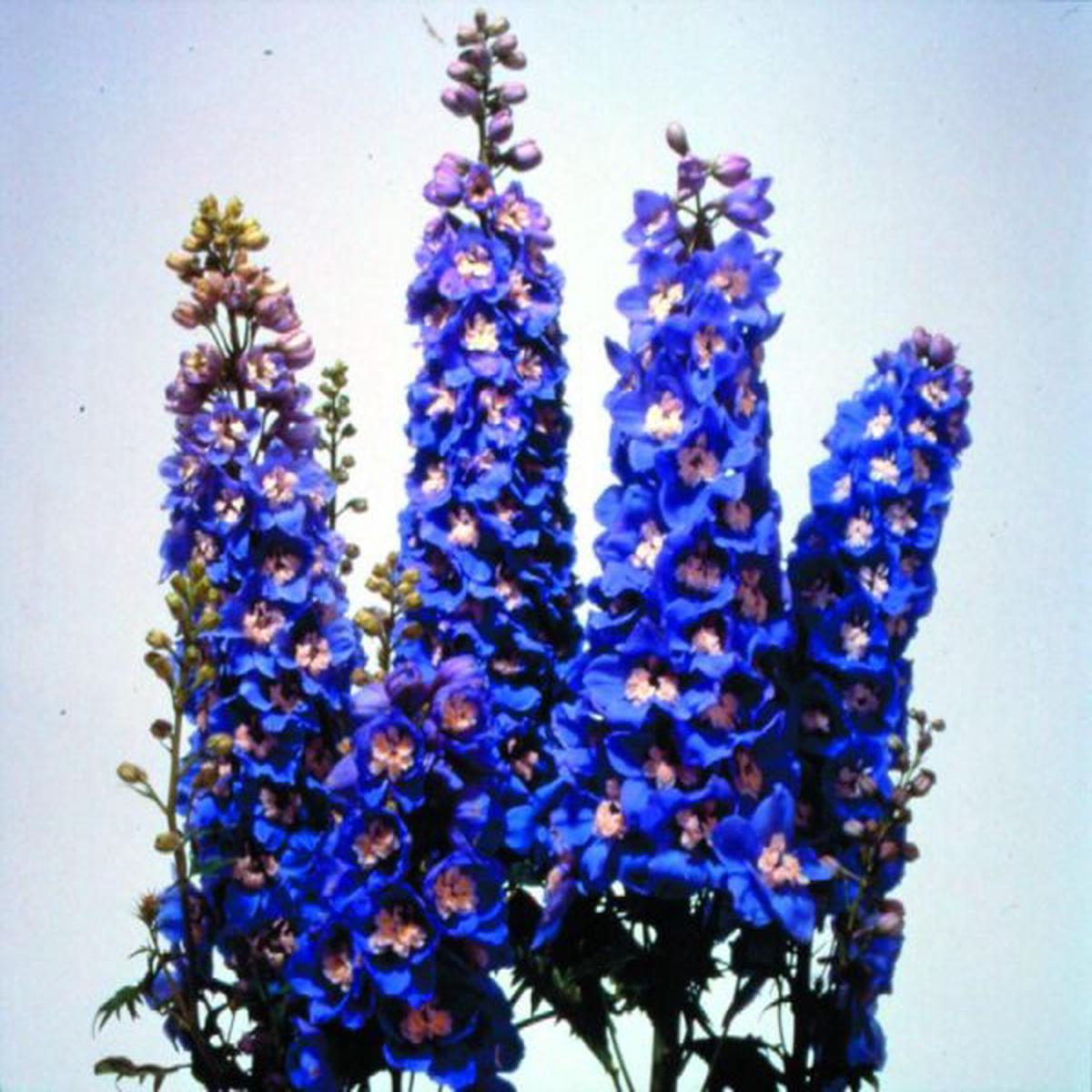 Delphinium elatum Magic Fountains Sky Blue White Bee