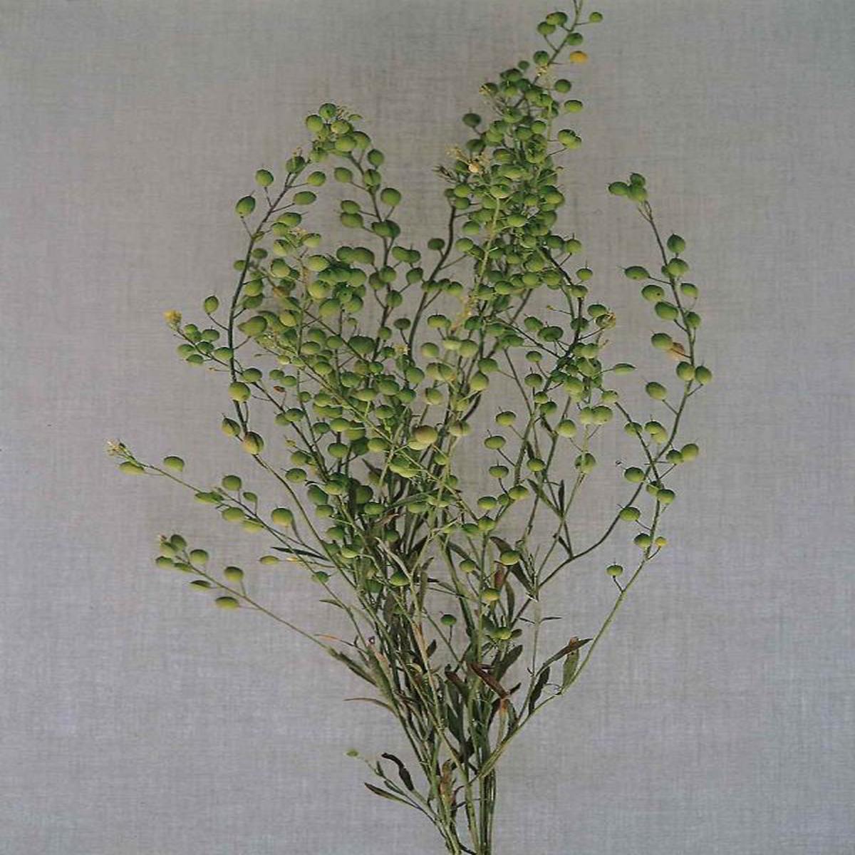Lepidium (Garden cress) sativum Large