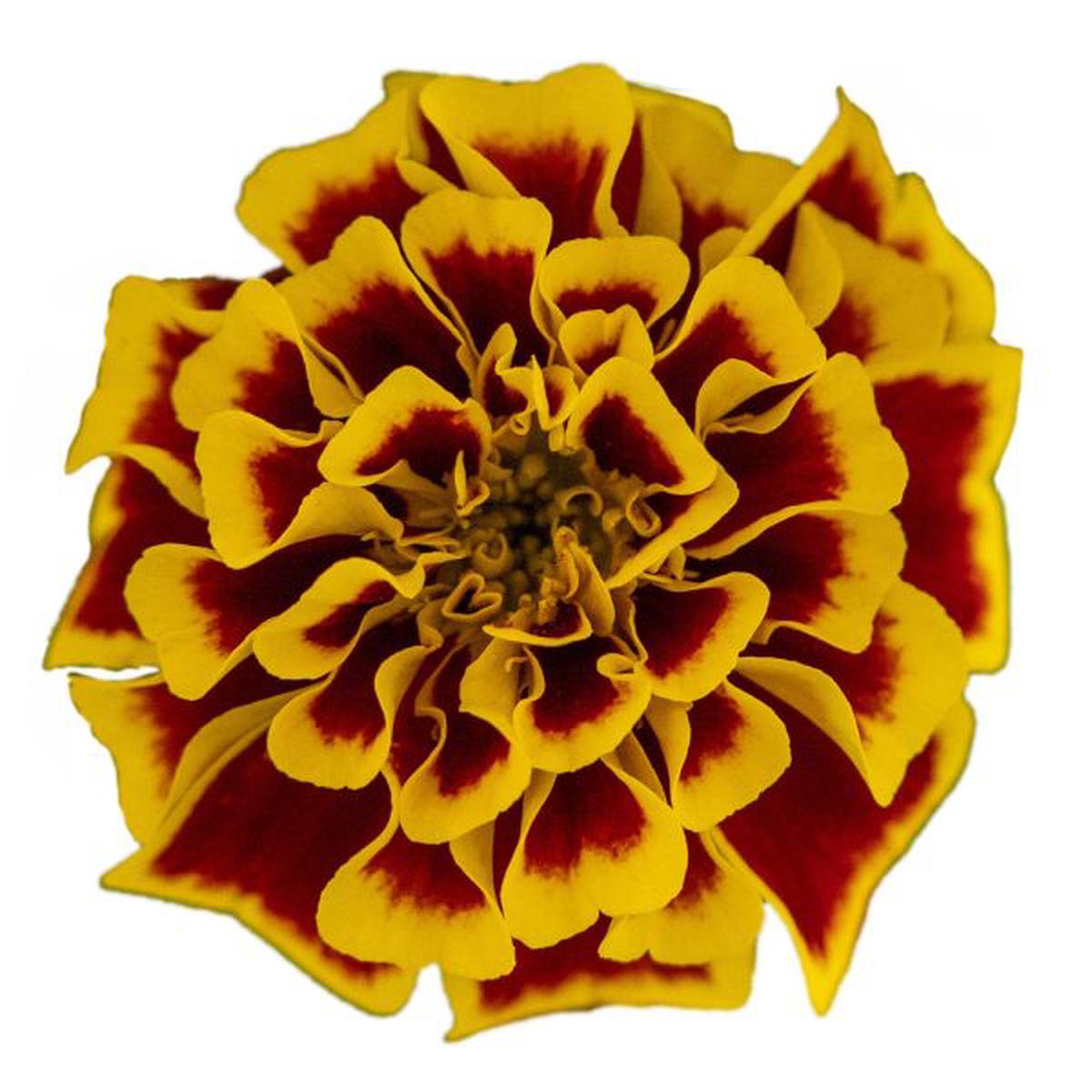 Tagetes patula Mango Tango