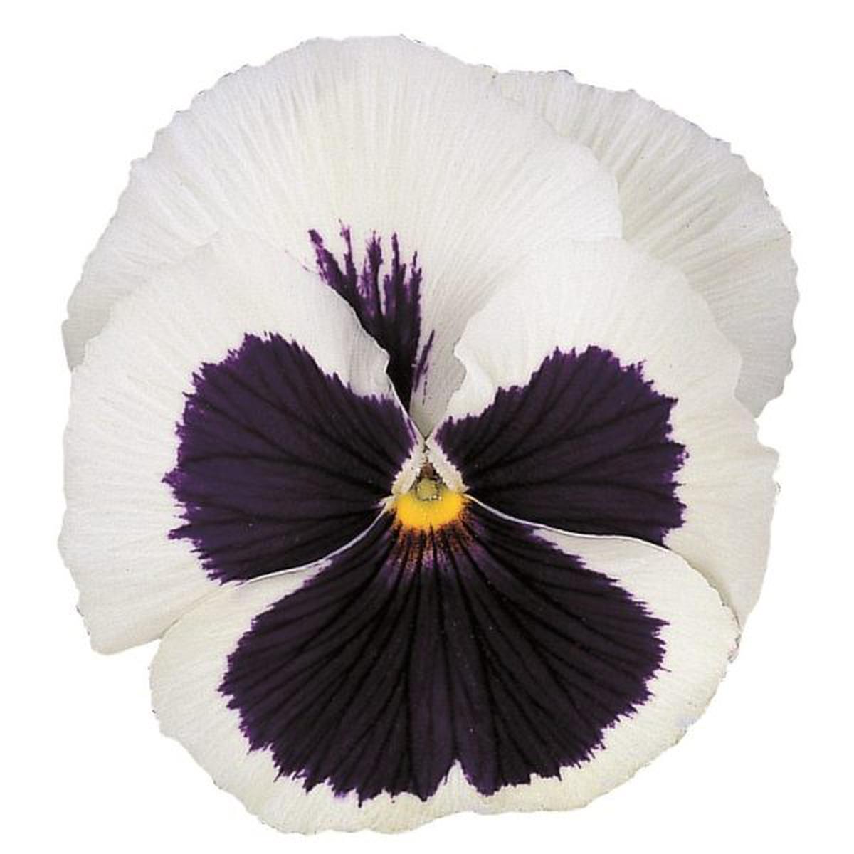 Viola wittrockiana Premier Ice-Cream With Blotch