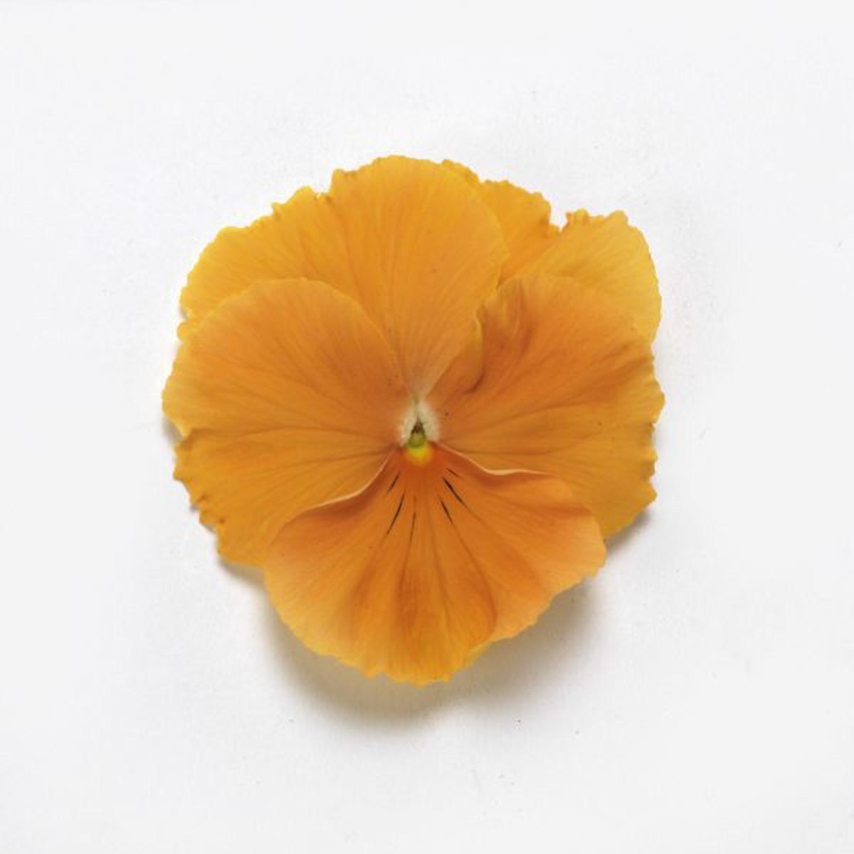 Viola wittrockiana Top Wave Orange