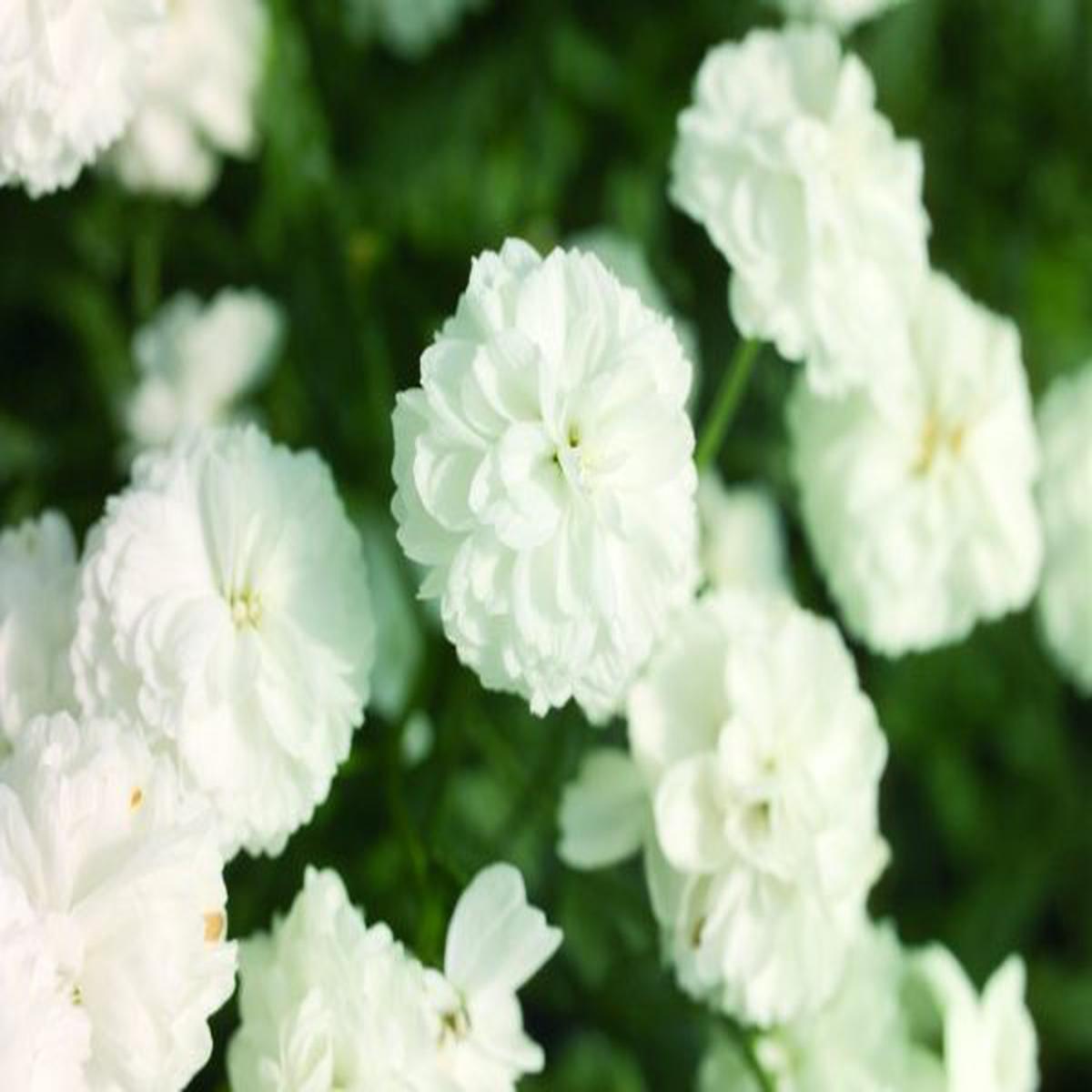 Achillea ptarmica Marshmallow (BeGreen Pelleted)