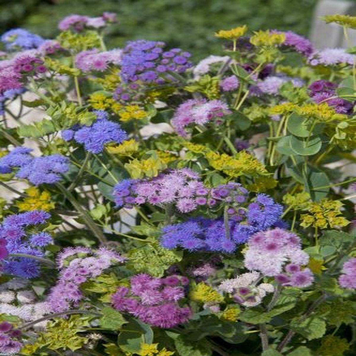 Ageratum houstonianum Timeless Mixture