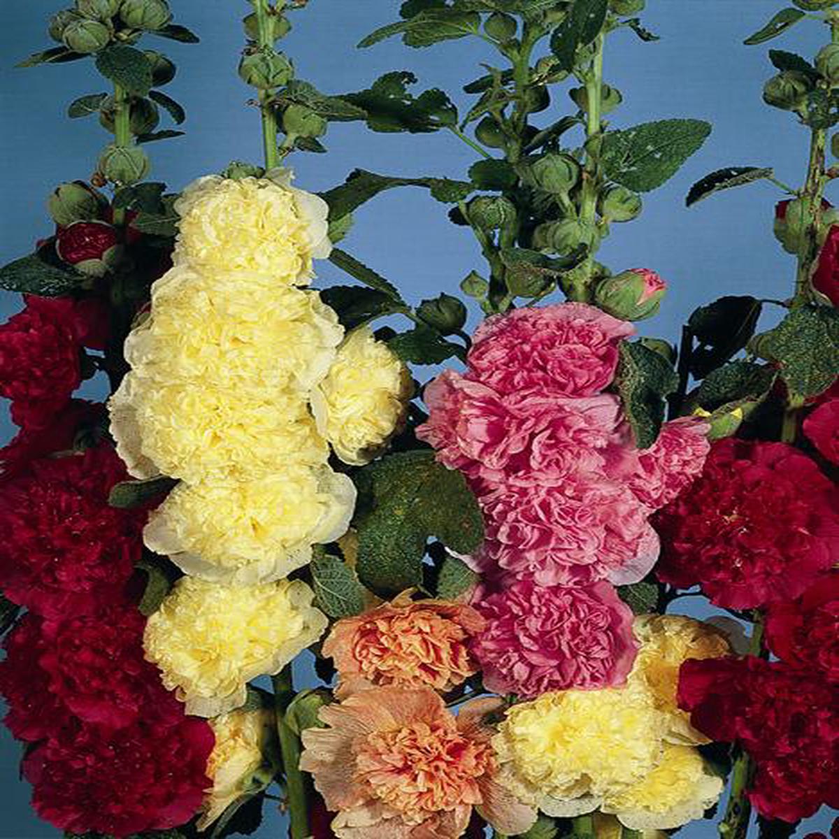 Alcea rosea Chaters Double Mix