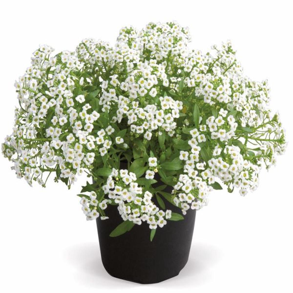 Alyssum (Lobularia) maritima Giga White