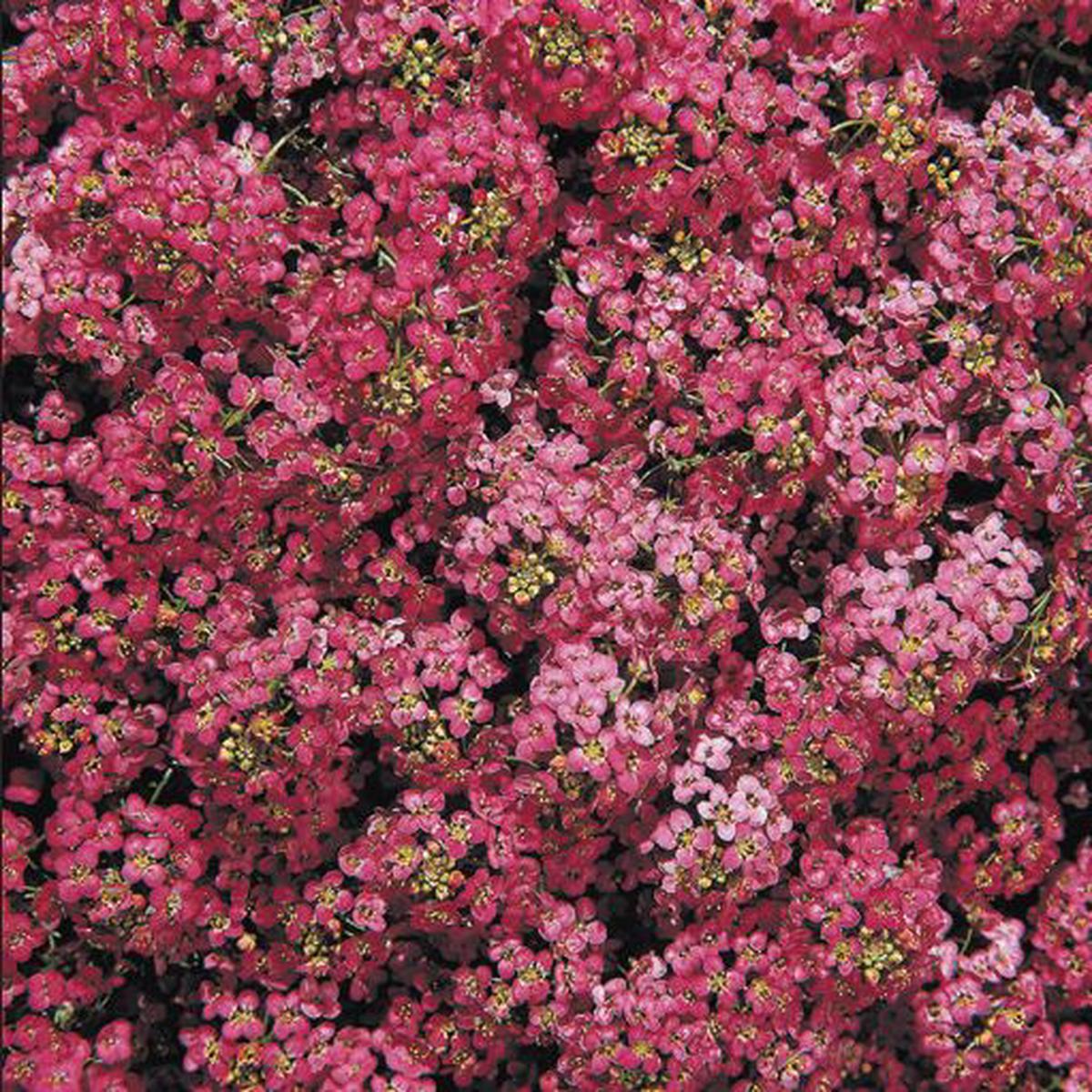 Alyssum (Lobularia) maritima Wonderland Deep Rose