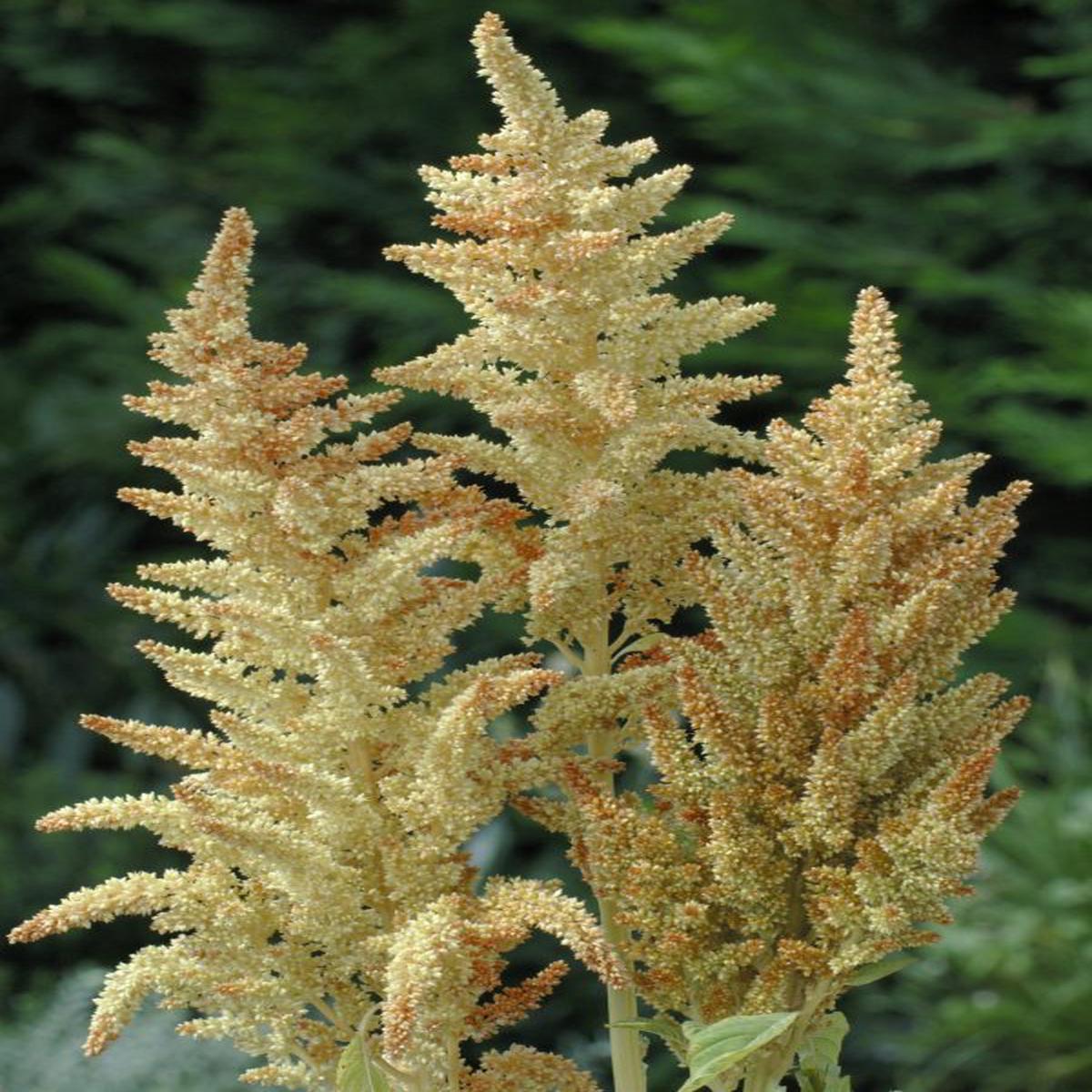 Amaranthus cruentus Autumns Touch