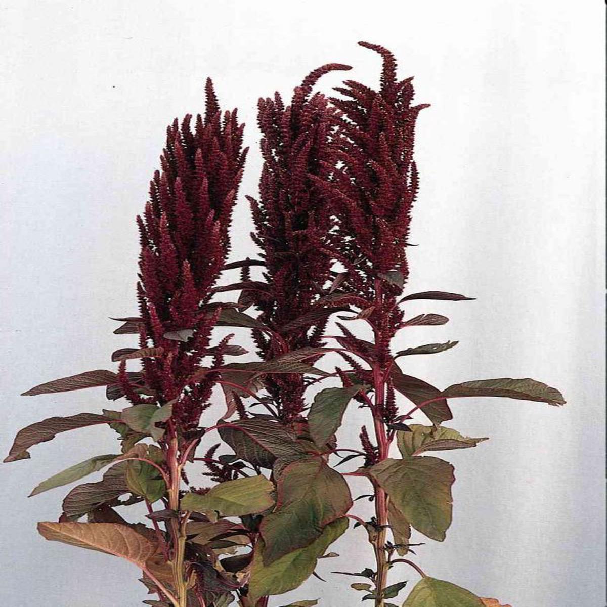 Amaranthus cruentus Oeschberg