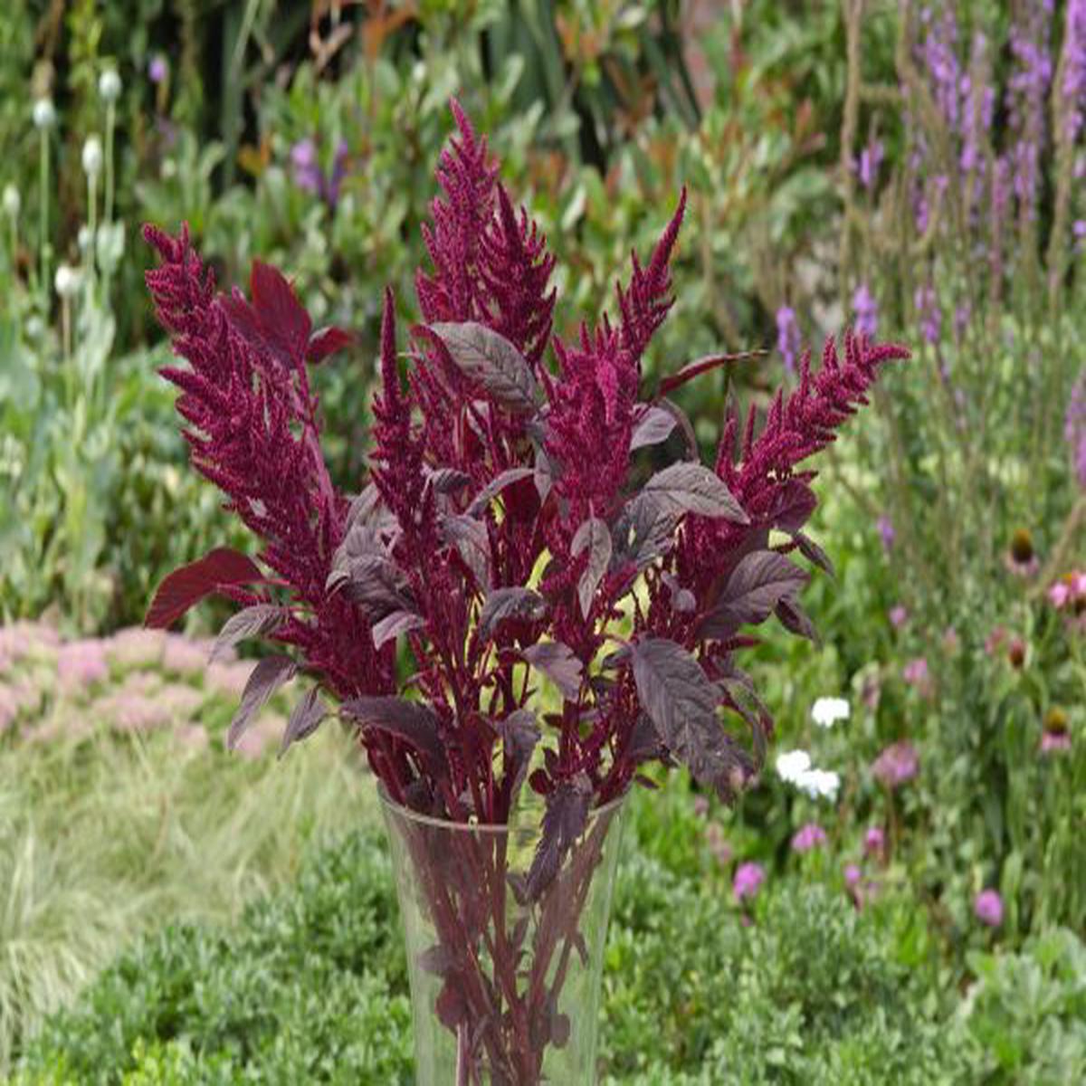 Amaranthus cruentus Velvet Curtains