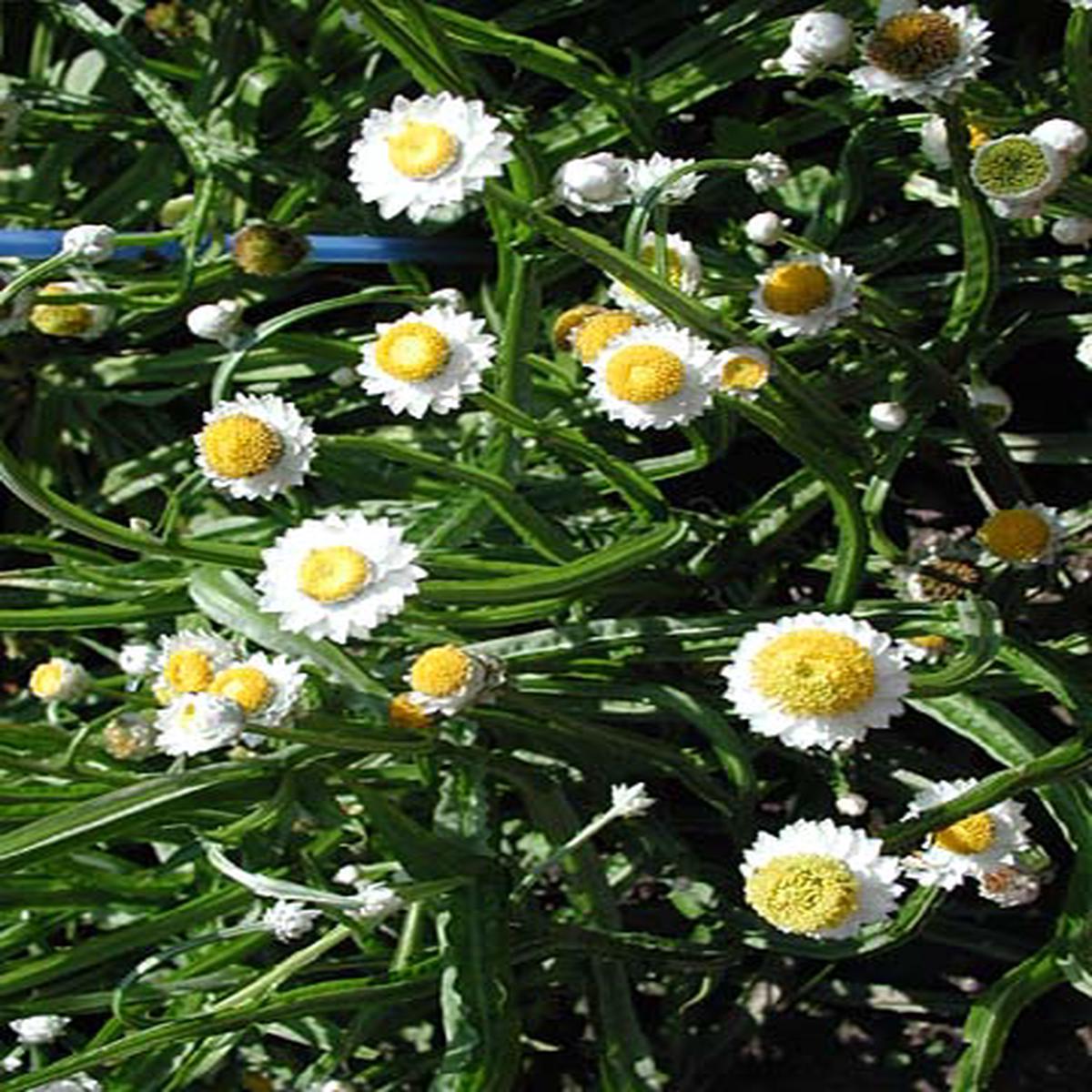 Ammobium alatum Grandiflorum