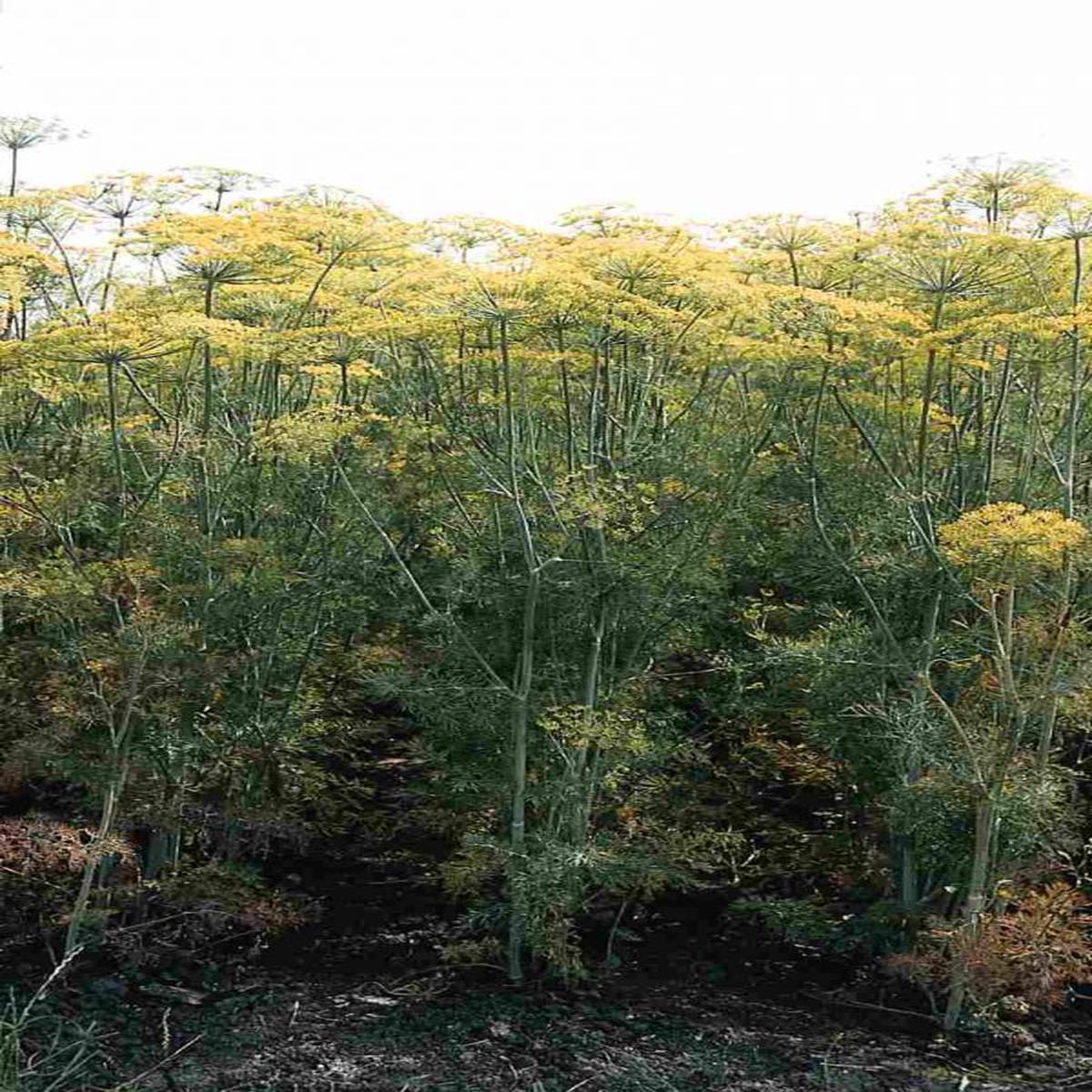 Anethum graveolens Vierling