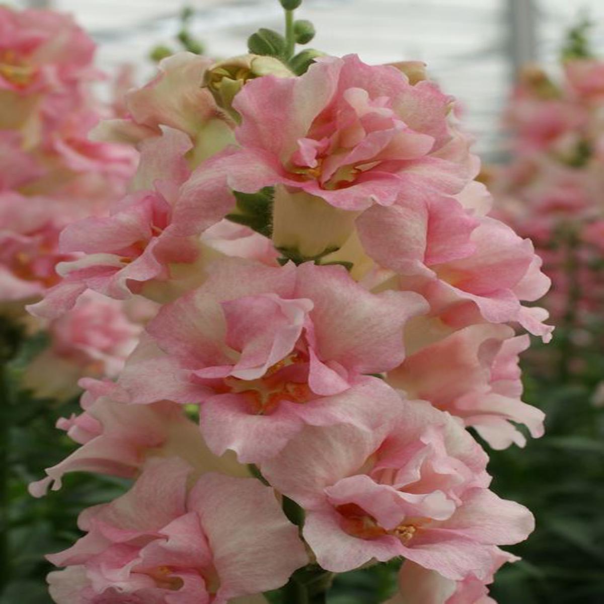 Antirrhinum majus Doubleshot Appleblossom