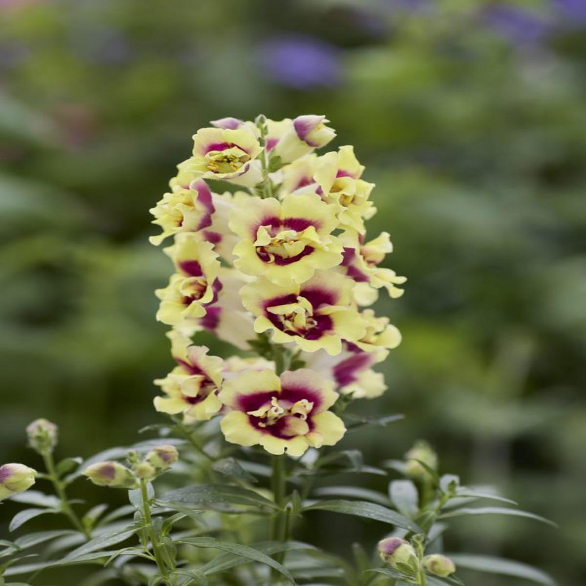 Antirrhinum majus Doubleshot Yellow Red Heart