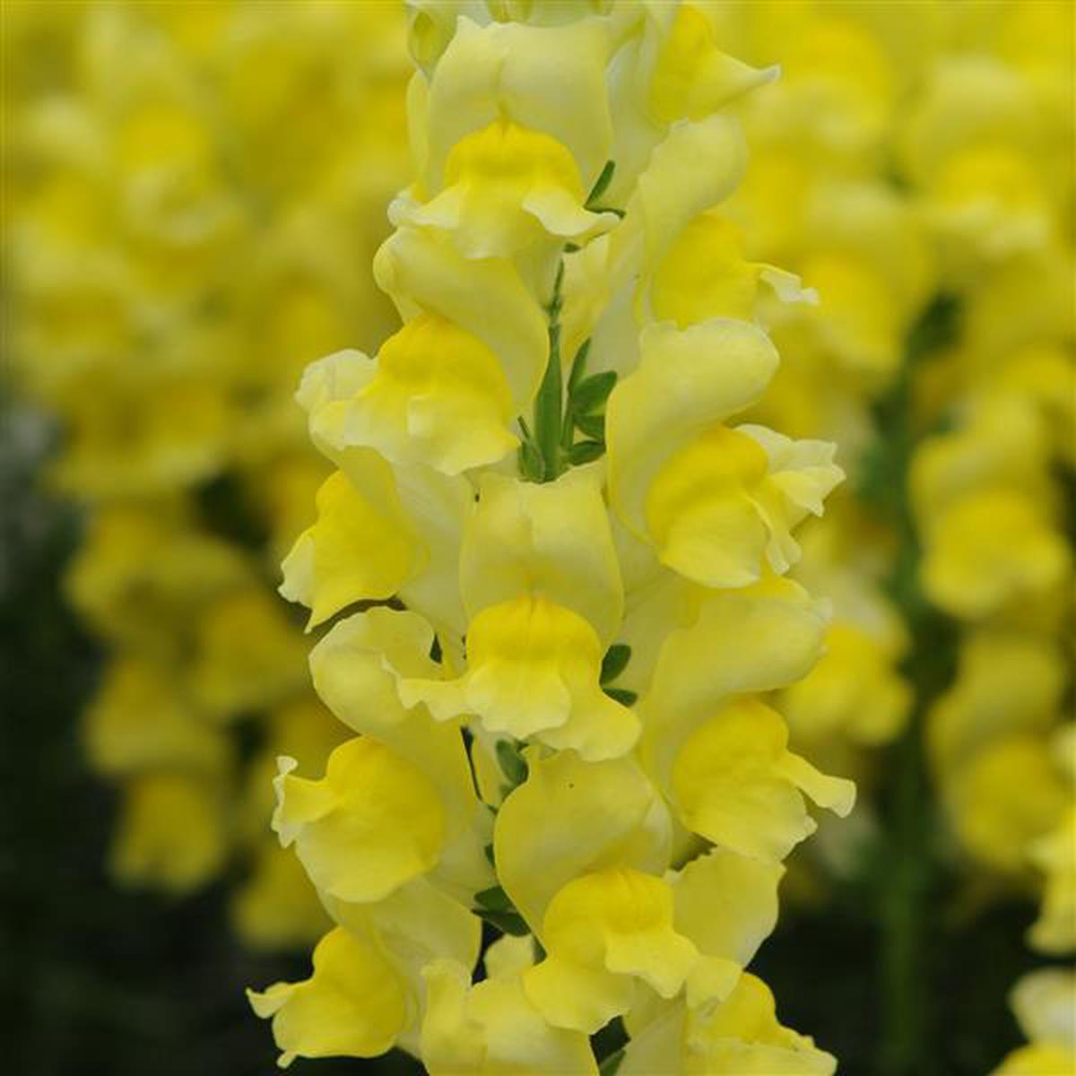 Antirrhinum majus Early Potomac yellow
