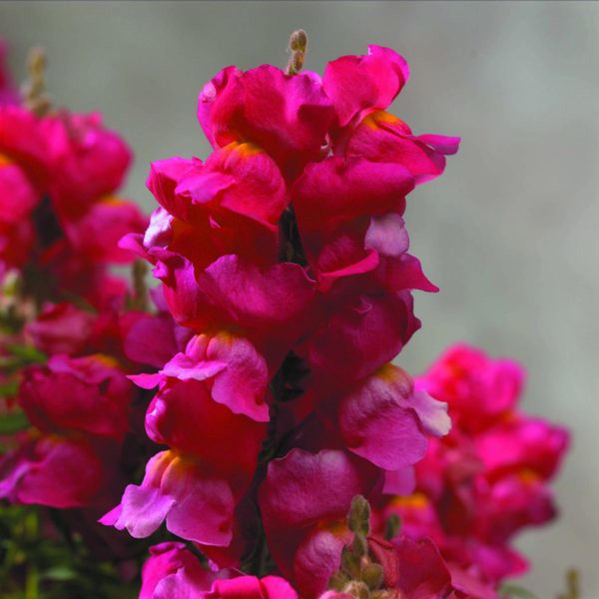 Antirrhinum majus Floral Showers Rose