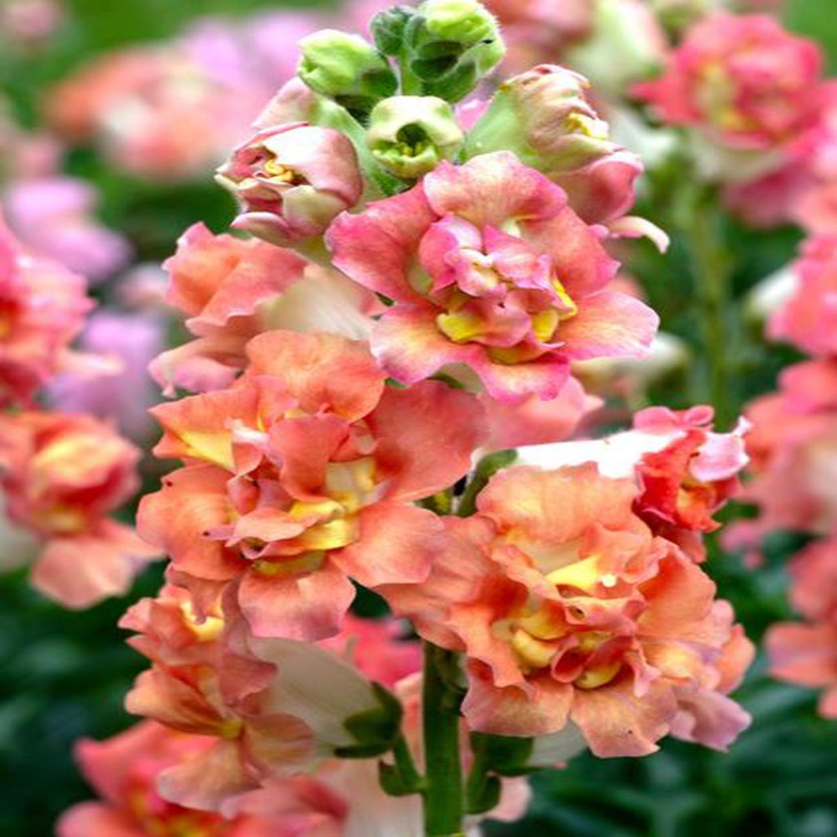 Antirrhinum majus Madame Butterfly Bronze/White
