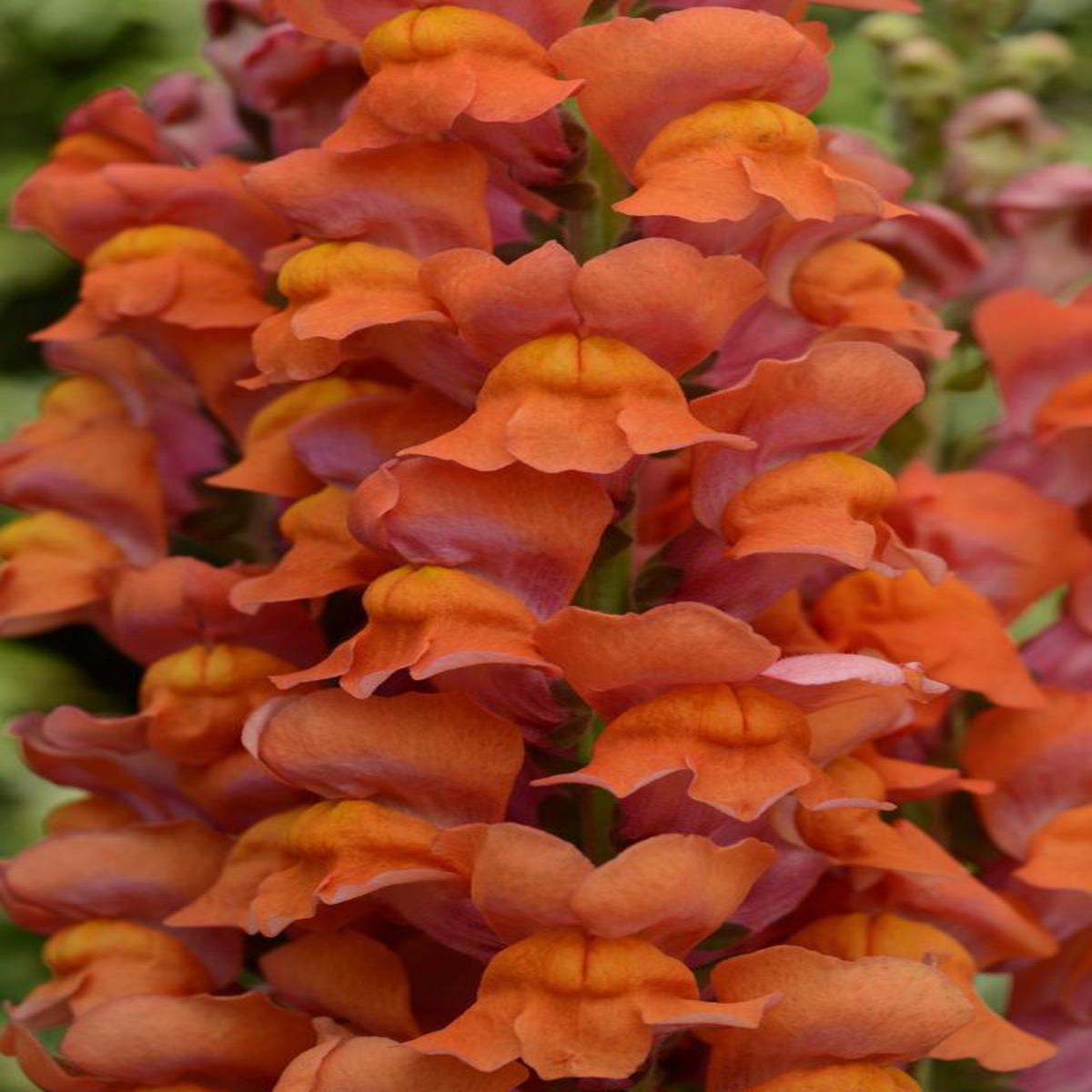 Antirrhinum majus Maryland Dark Orange