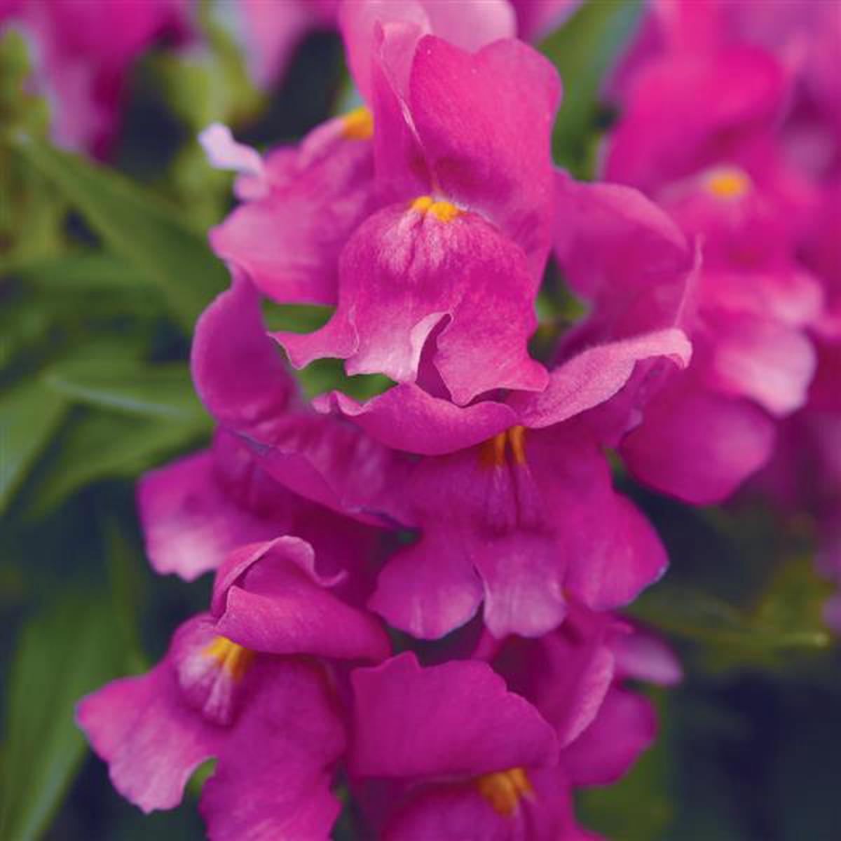 Antirrhinum majus Snapshot Purple