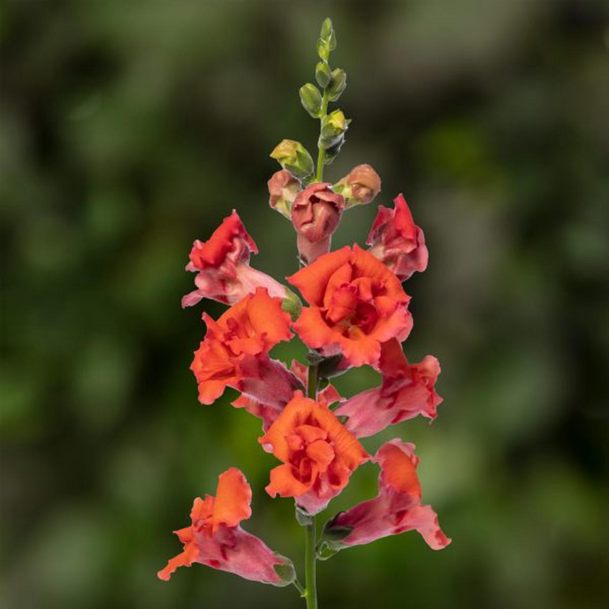 Antirrhinum majus Sweet Duet Deep Orange