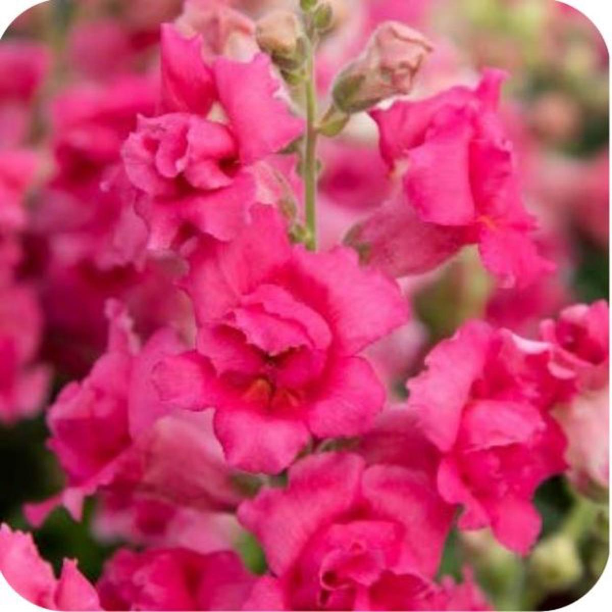 Antirrhinum majus Sweet Duet Rose Shades