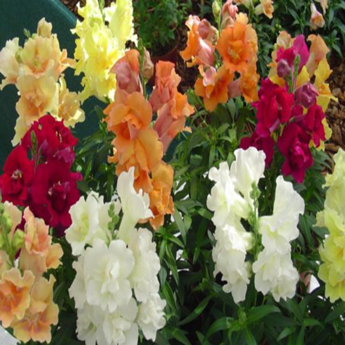 Antirrhinum majus Twinny Full Mix